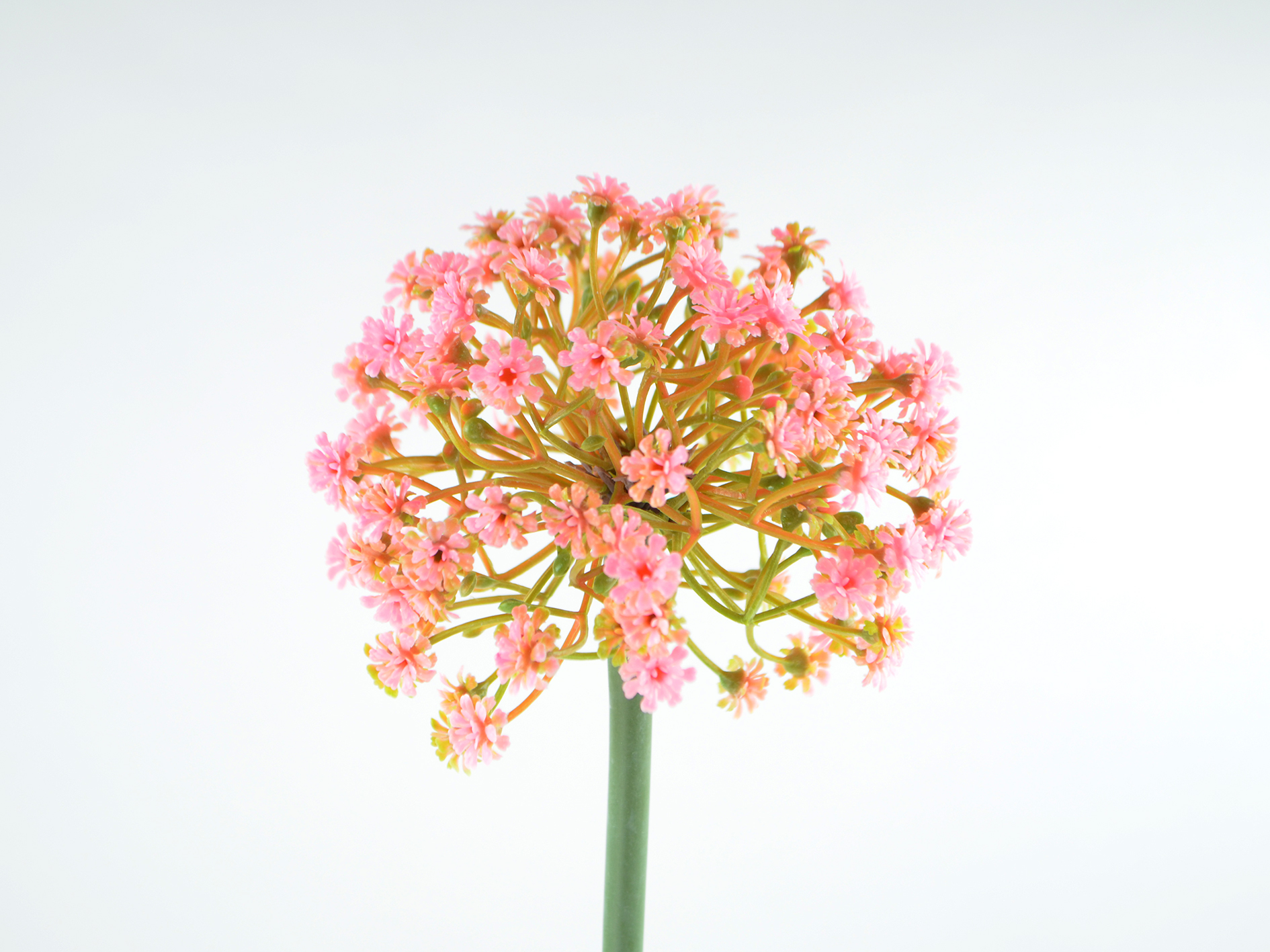 Allium-Zweig x1, 70cm, rosa