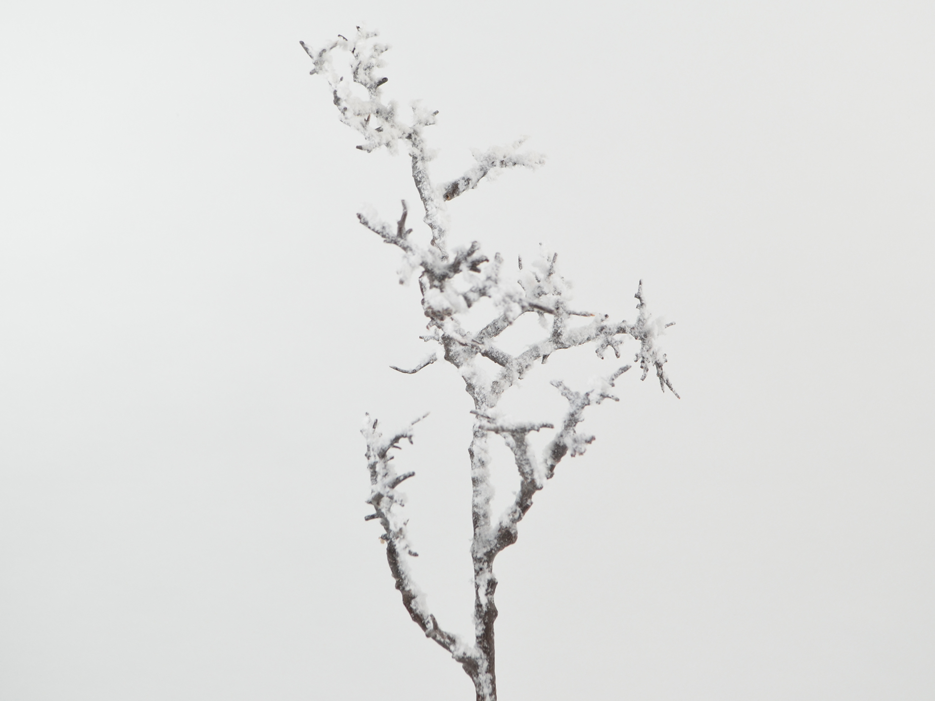 Zweig beschneit, 60cm, braun