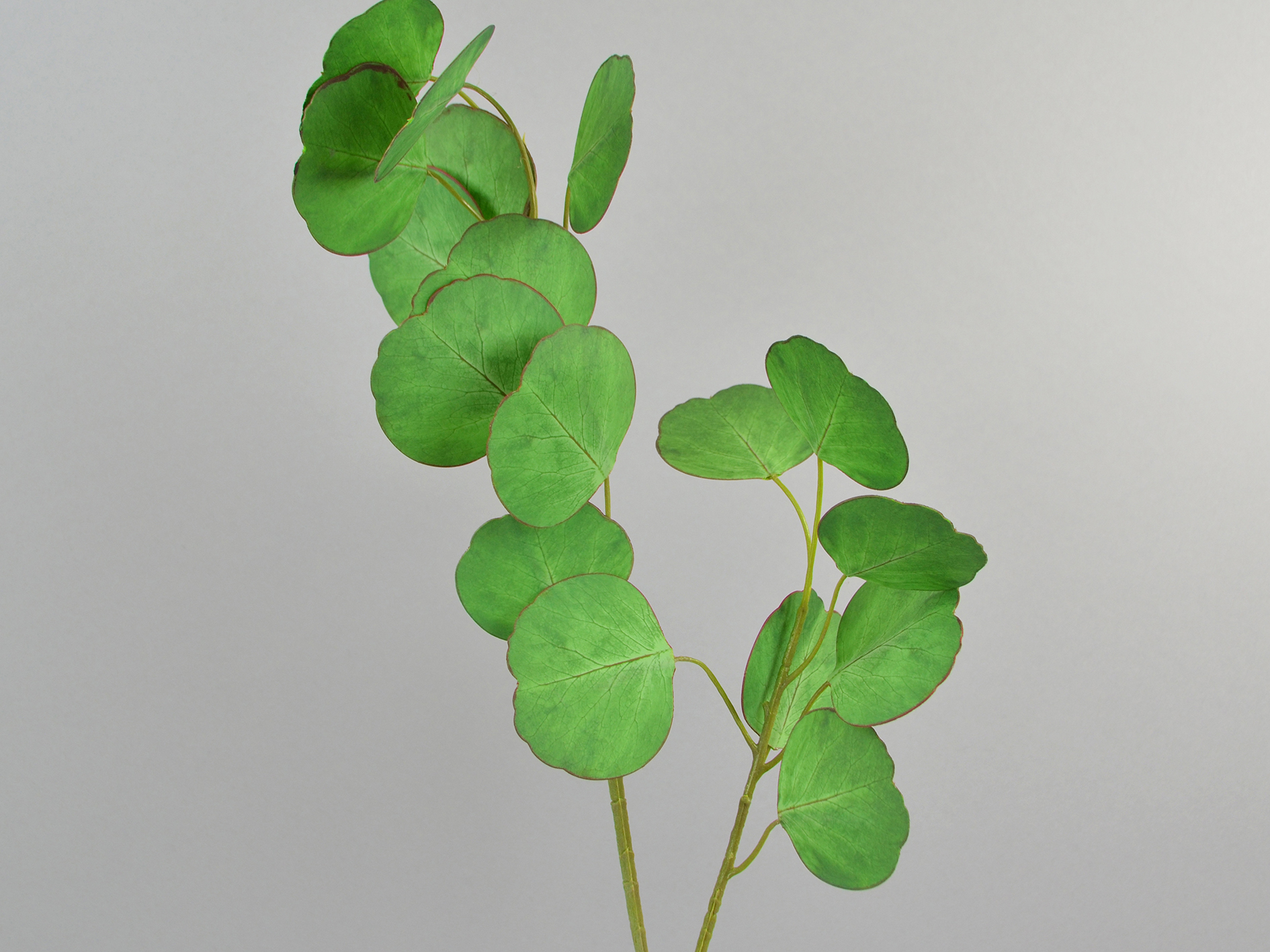Eukalyptus-Zweig, rund, 63cm, grün