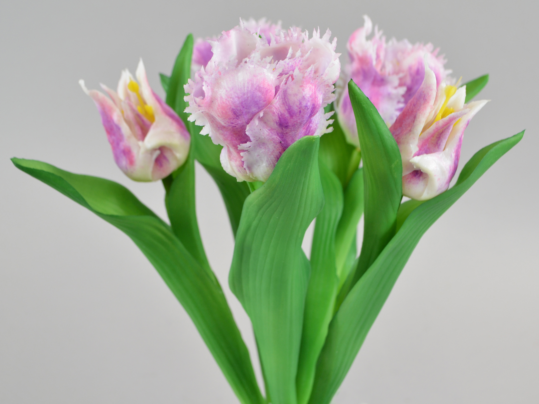 Parrot tulip bunch x5, 34cm, purple