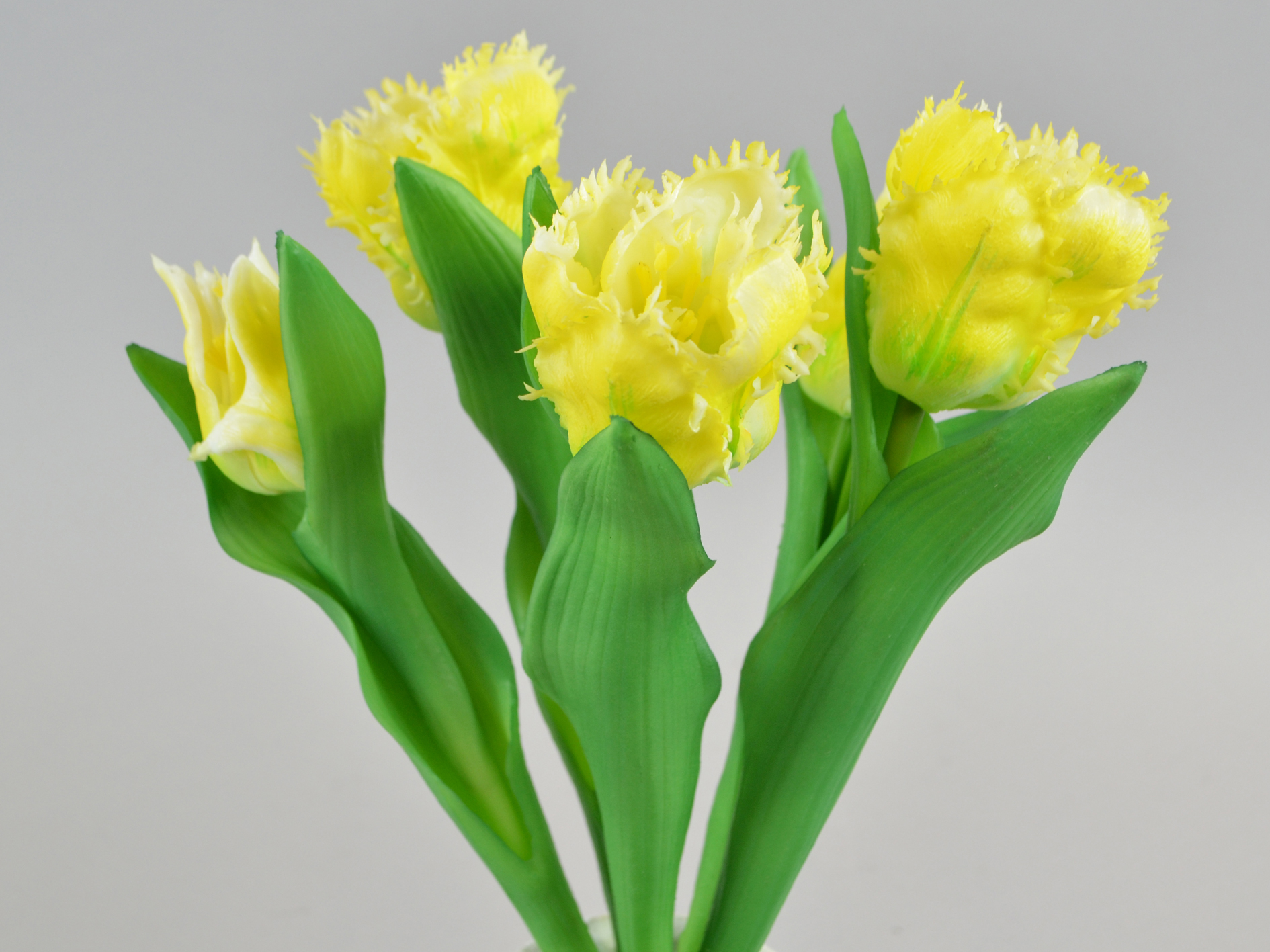 Parrot tulip bundle x5, 34cm, yellow