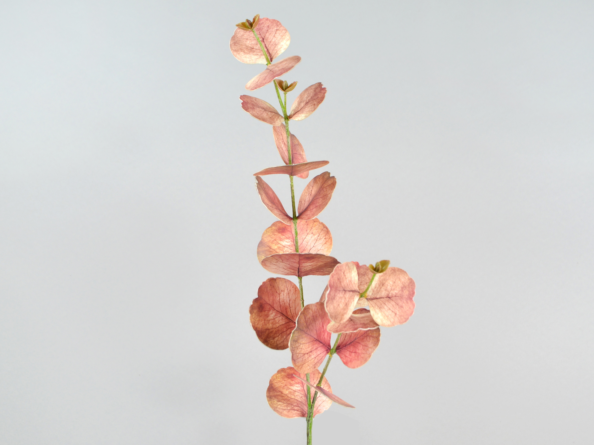 Eucalyptus branch, 76cm, pink