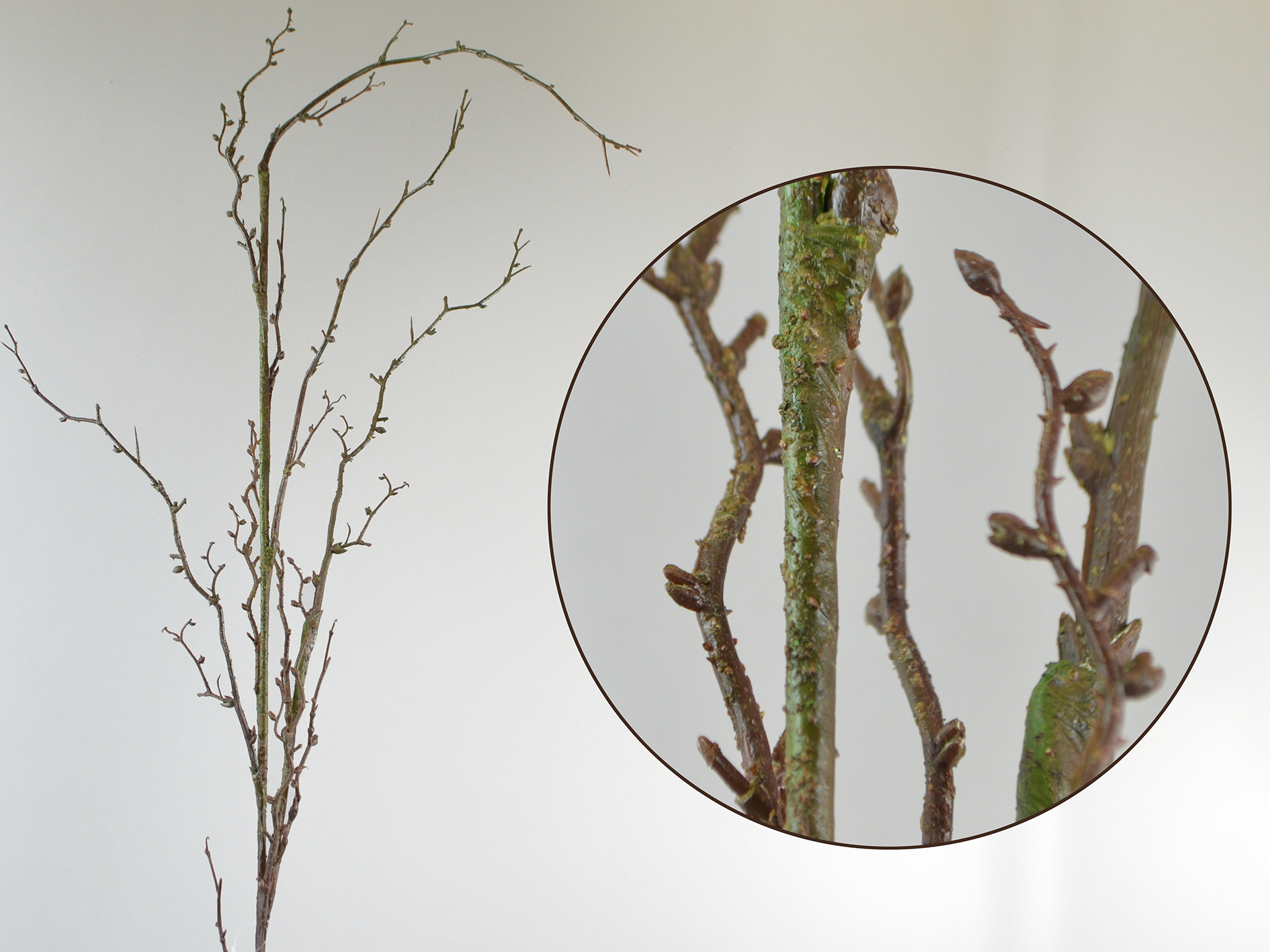 Deko Ast Pflaumenblüten-Zweig, 148cm, grün-braun