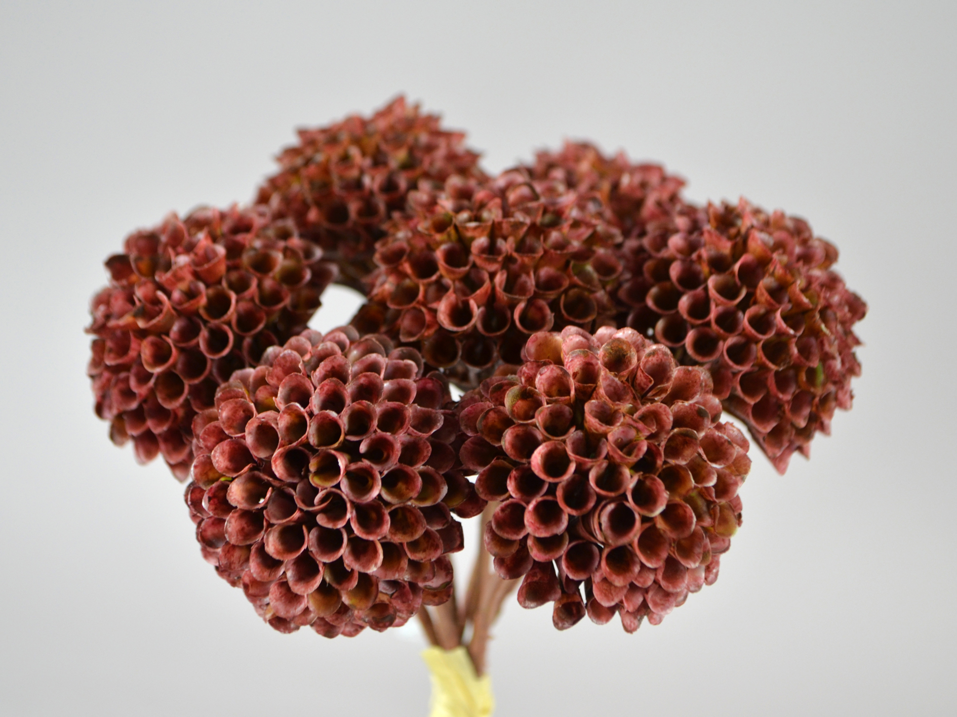 Dahlien-Bündel x7, 30cm, burgund