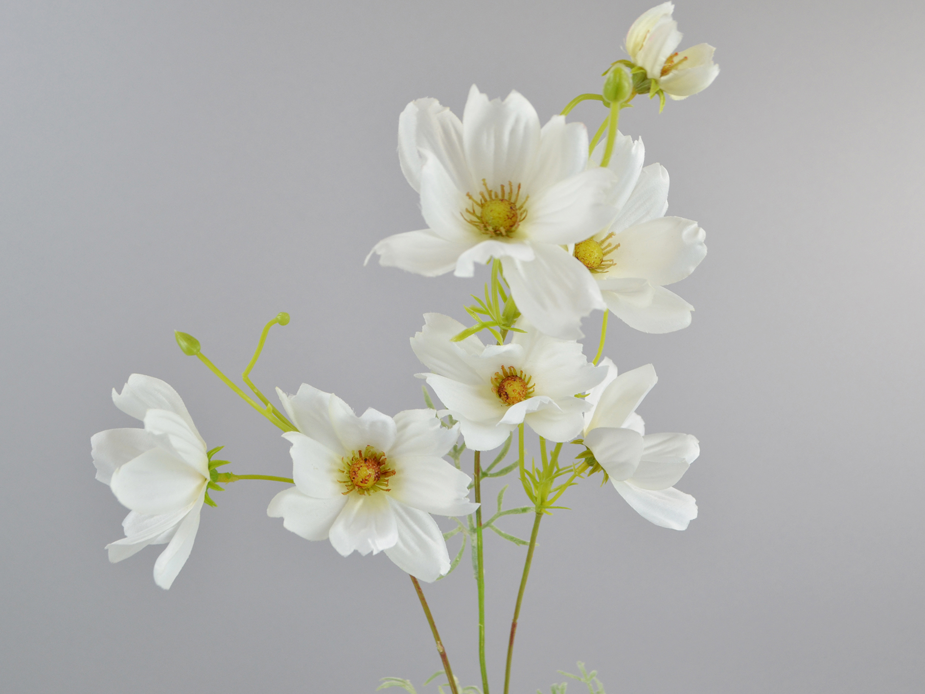 Cosmea branch, 58cm, white