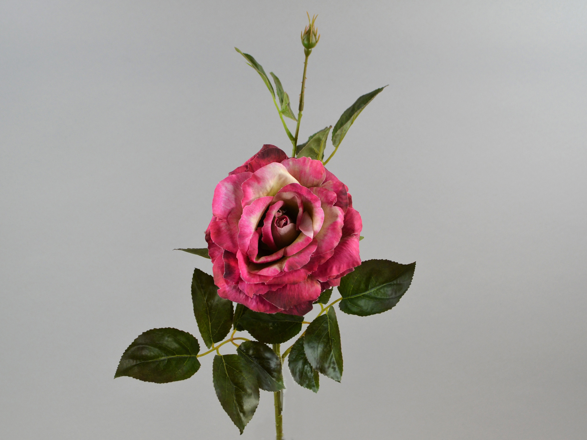 Rosen-zweig x1, 67cm, malve