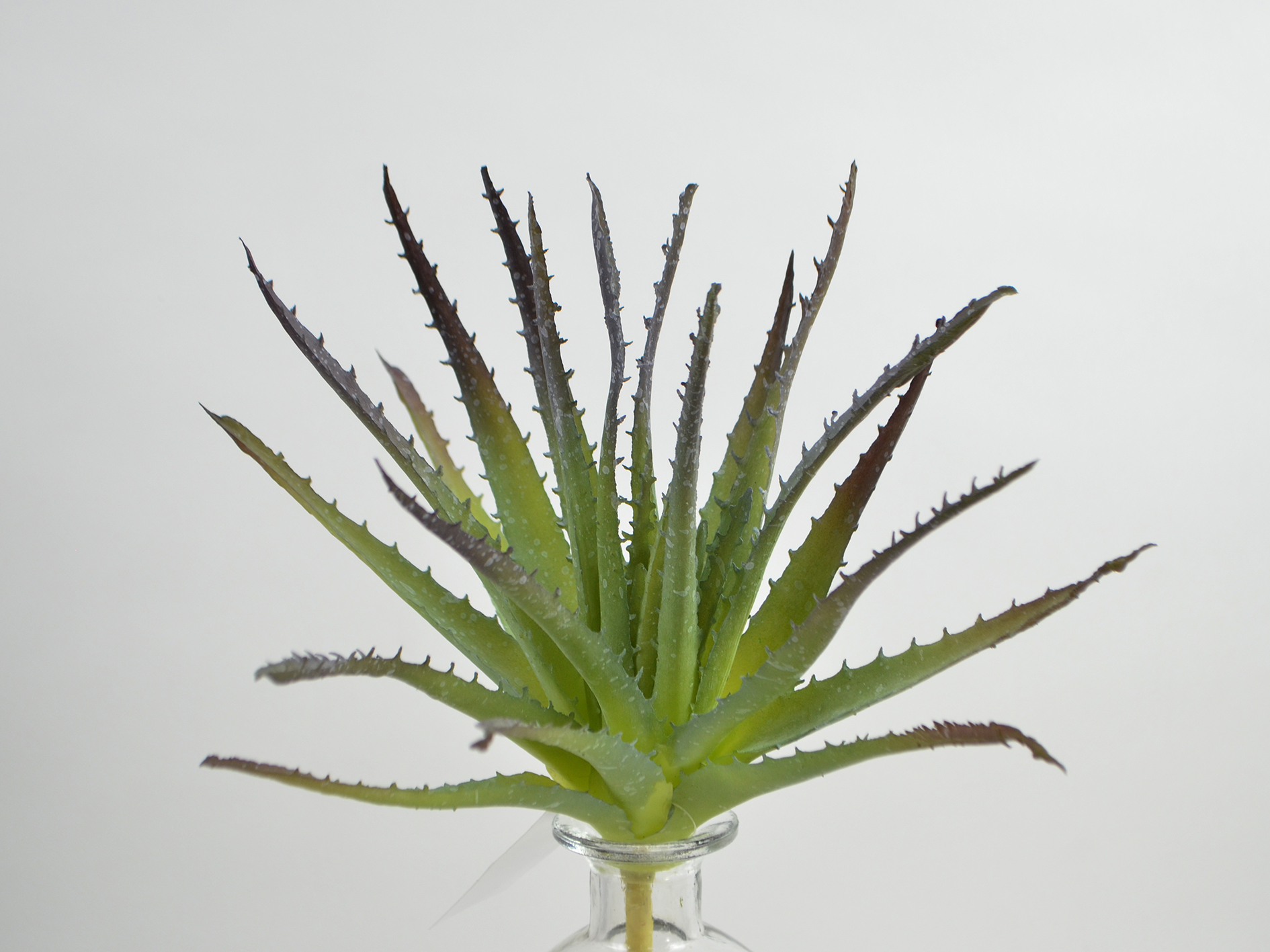 Aloe-Pflanze, 26cm, grün