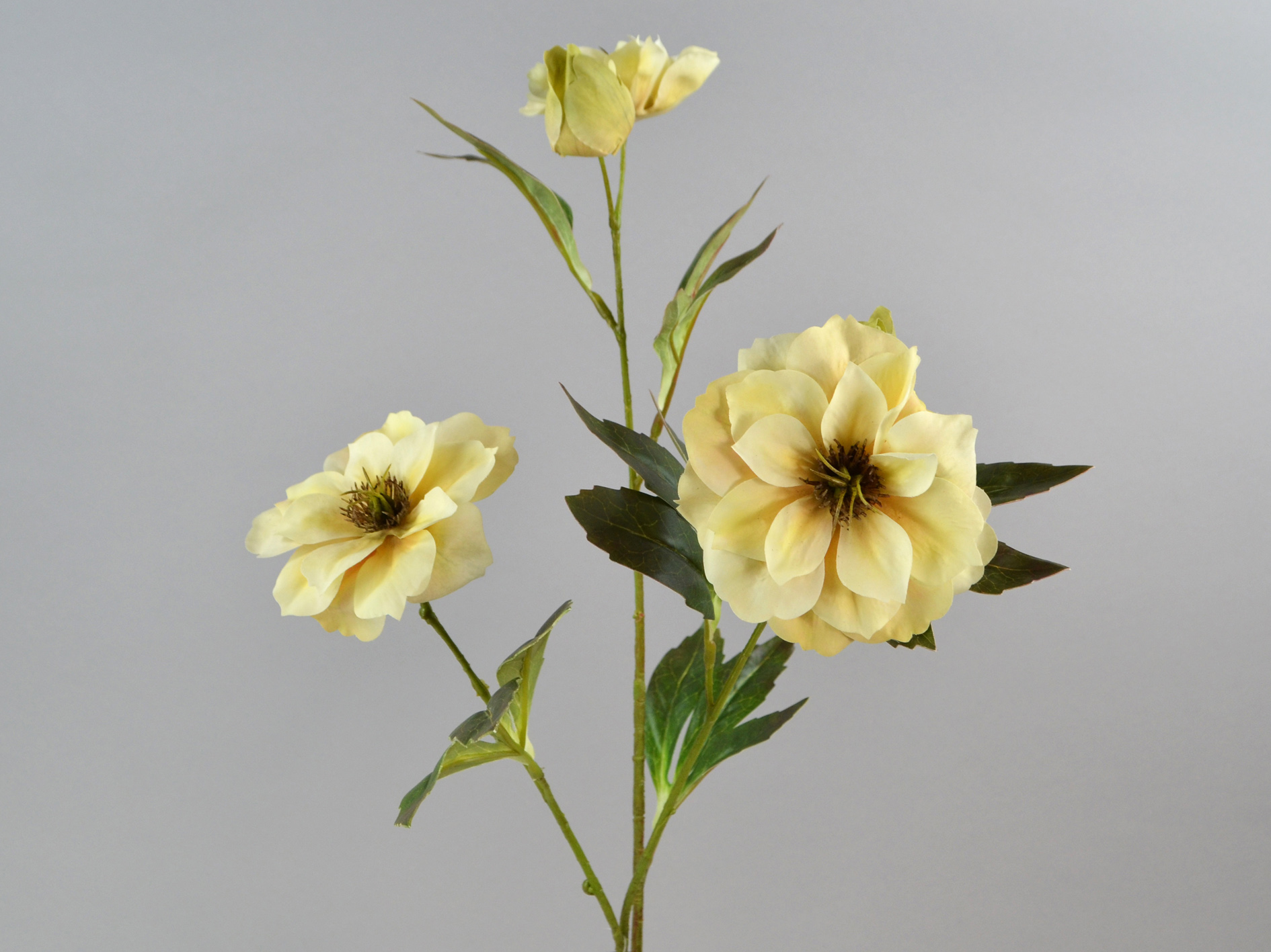 Christmas rose branch x3, 65cm, cream