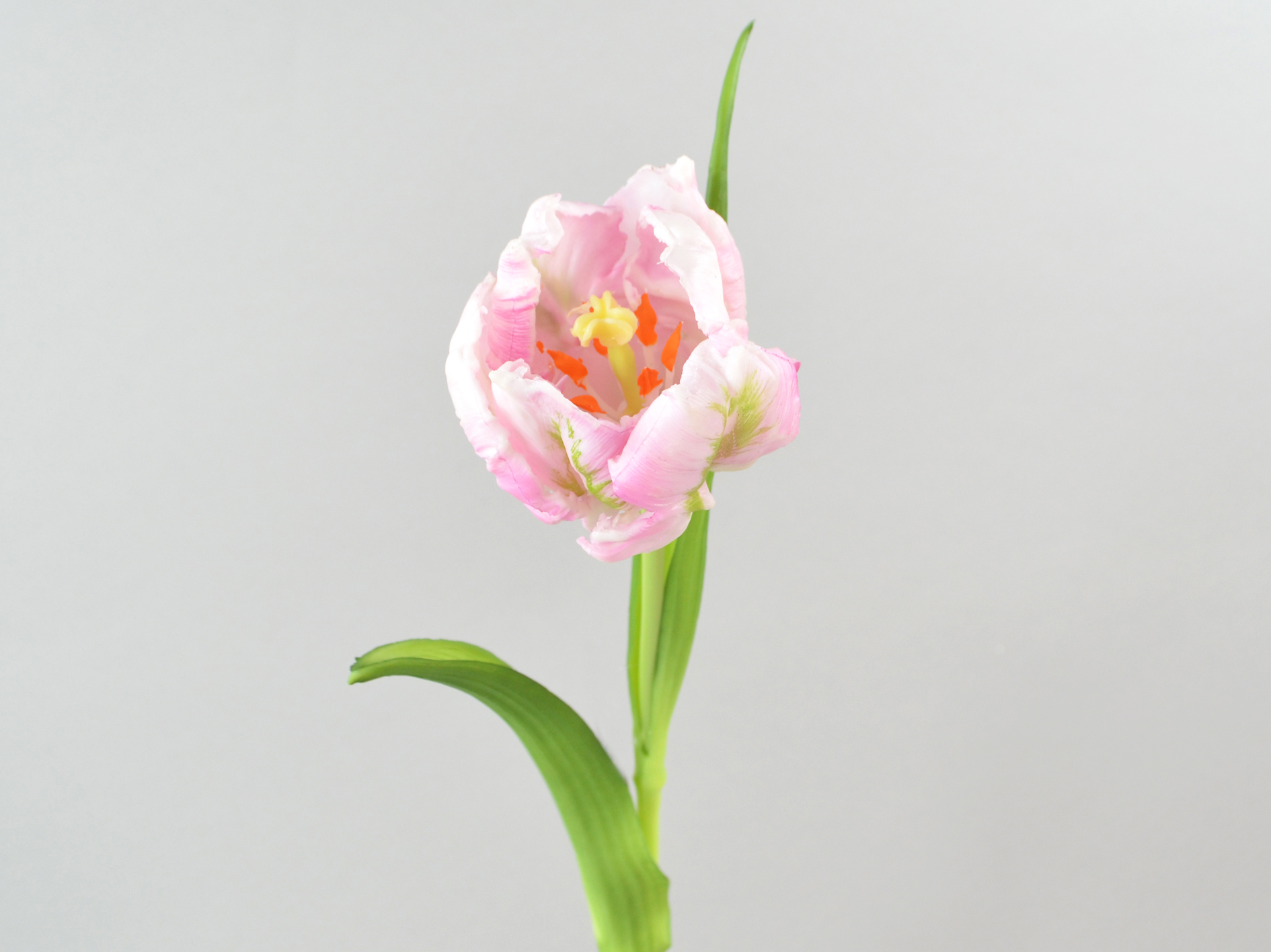 Parrot Tulip x1, white-pink