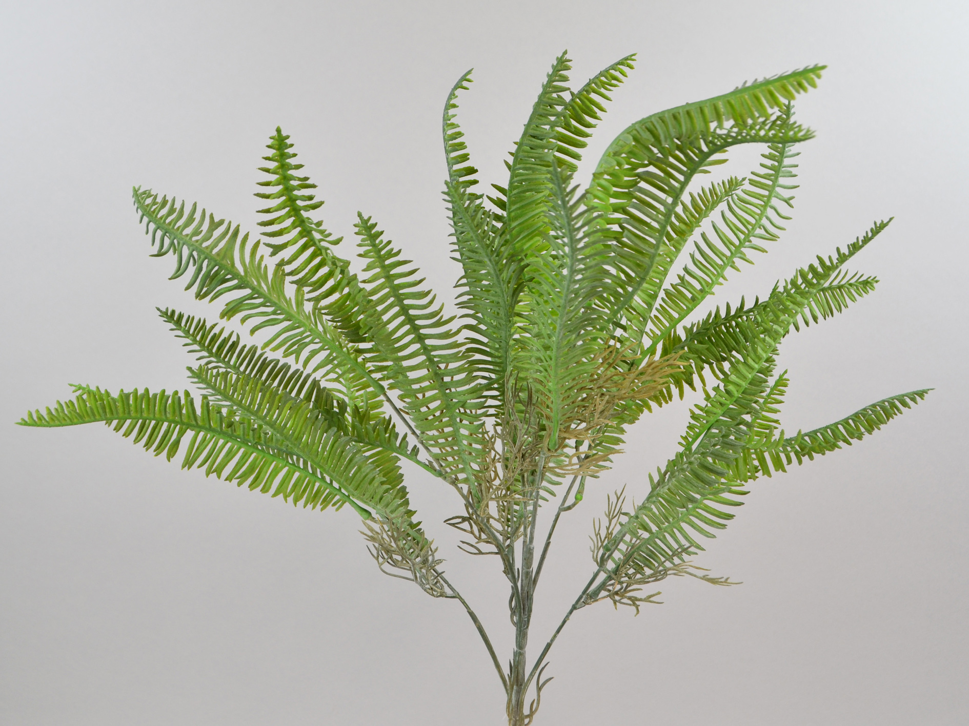 Flori Lederfarn-Busch x7, 50cm, grün