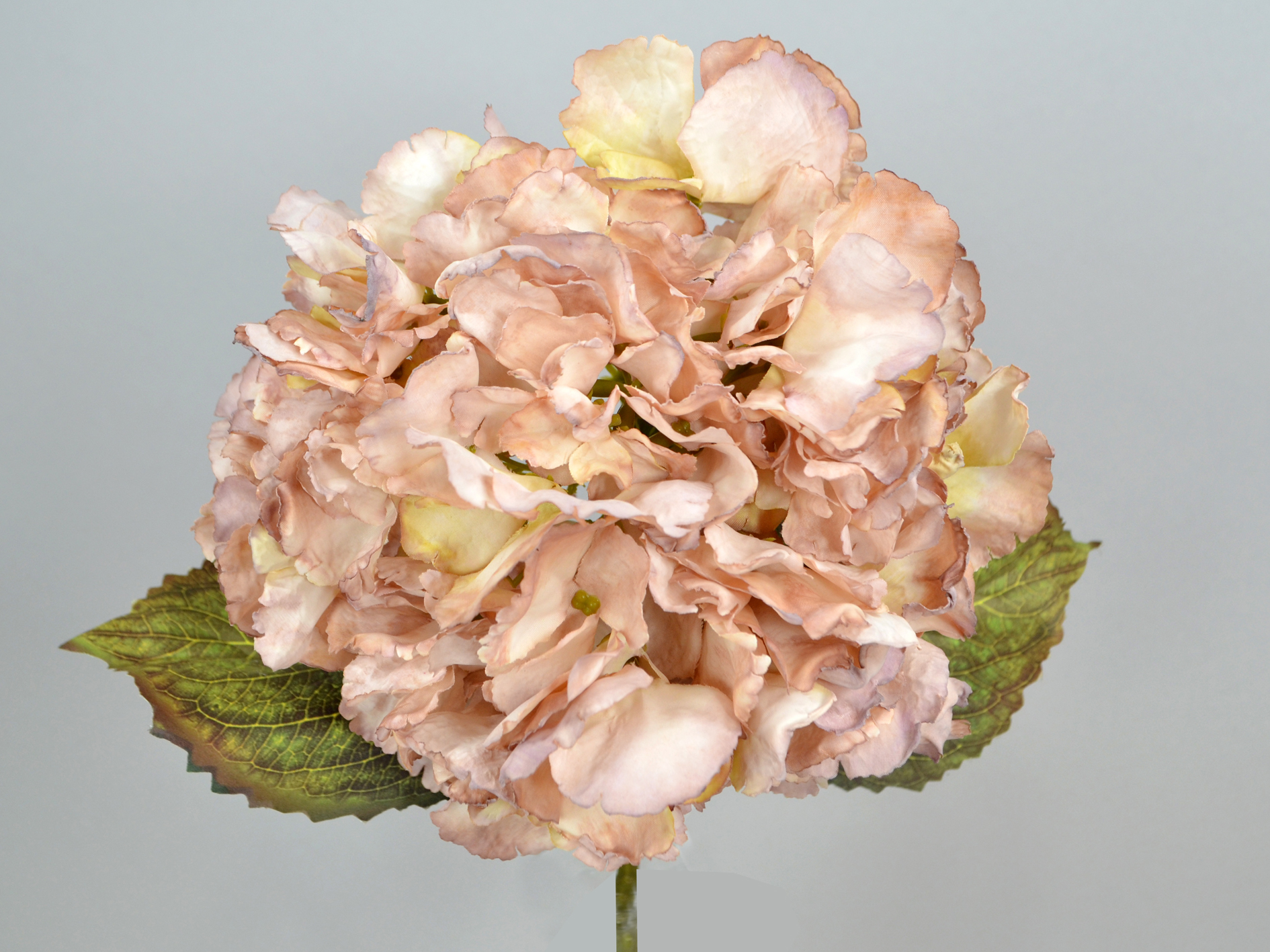 Hydrangea branch, 48cm, light brown