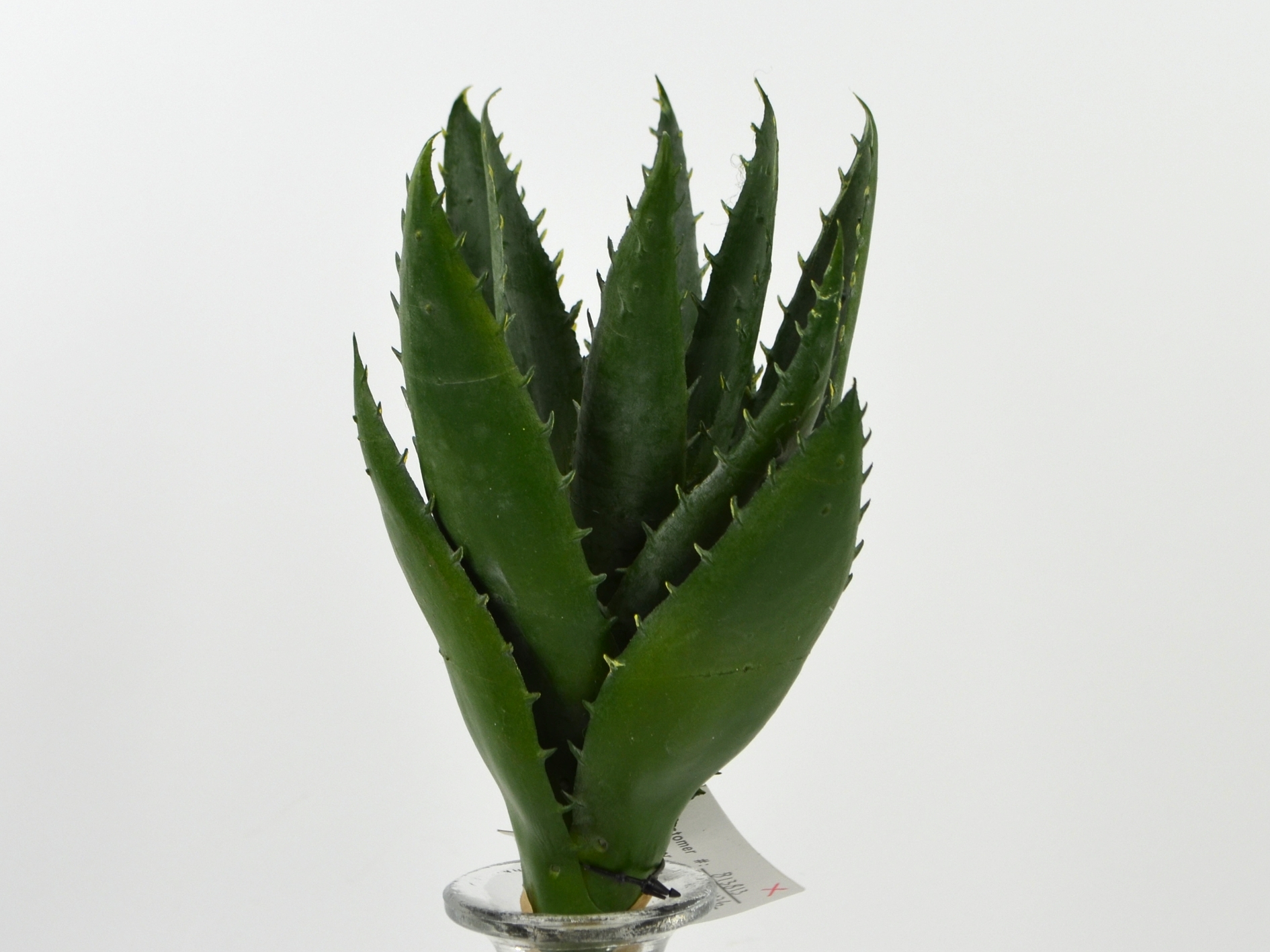 Aloe-Pick, 25cm, grün