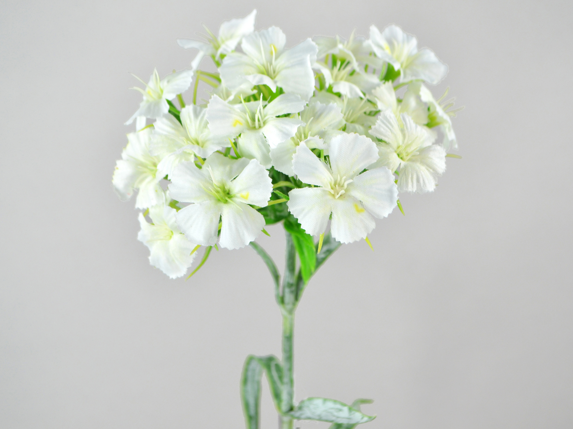 Dianthus-Zweig, 55cm, creme