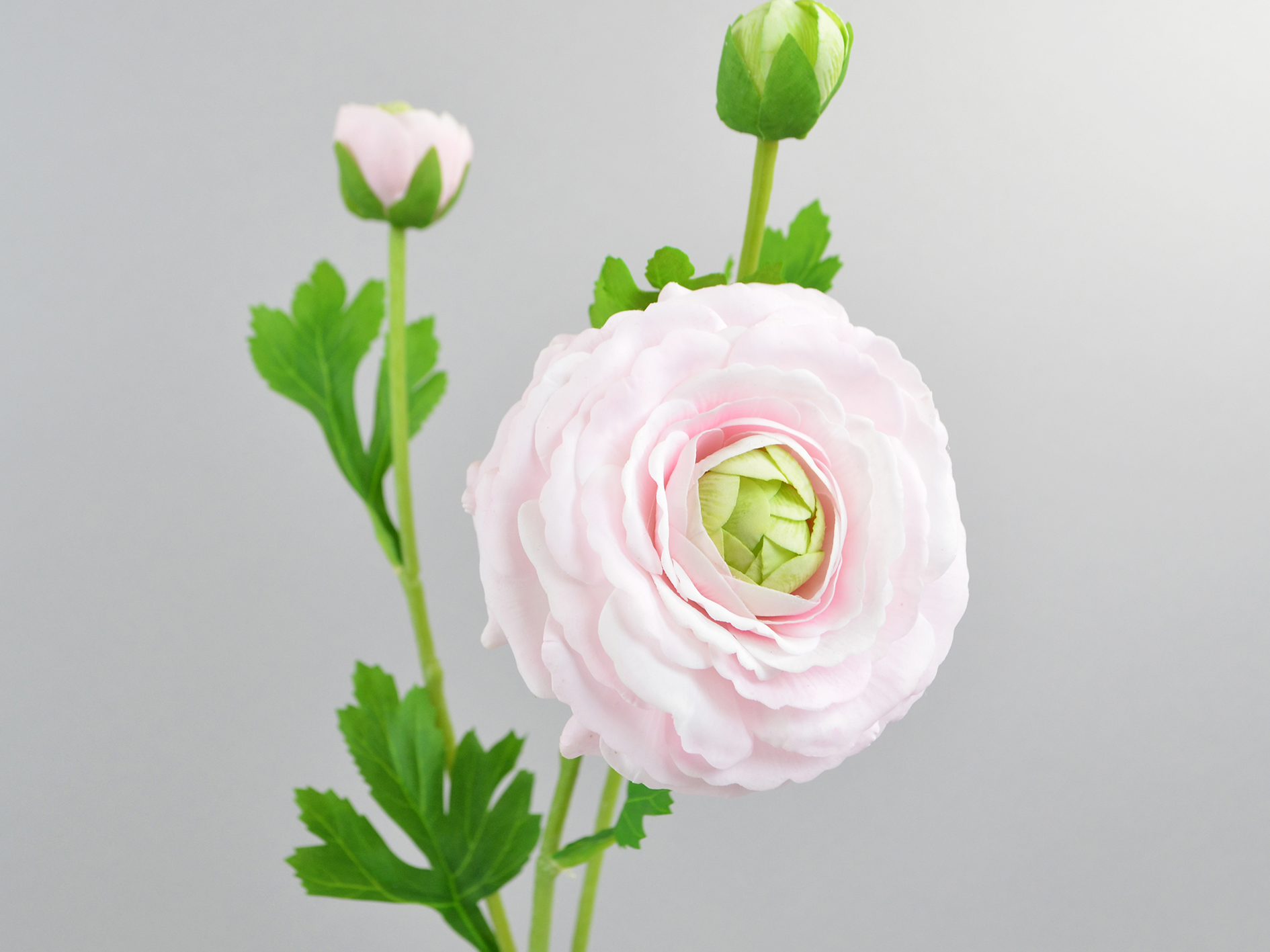 Ranunculus natural touch, 1 Flower, 2 buds, 48cm, pale pink