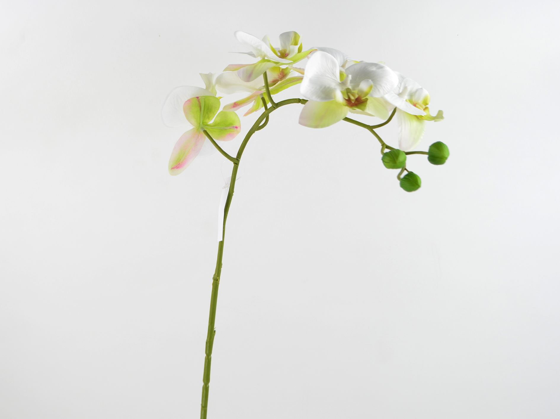 Phalaenopsis branch 6flowers,3buds,78cm,cream