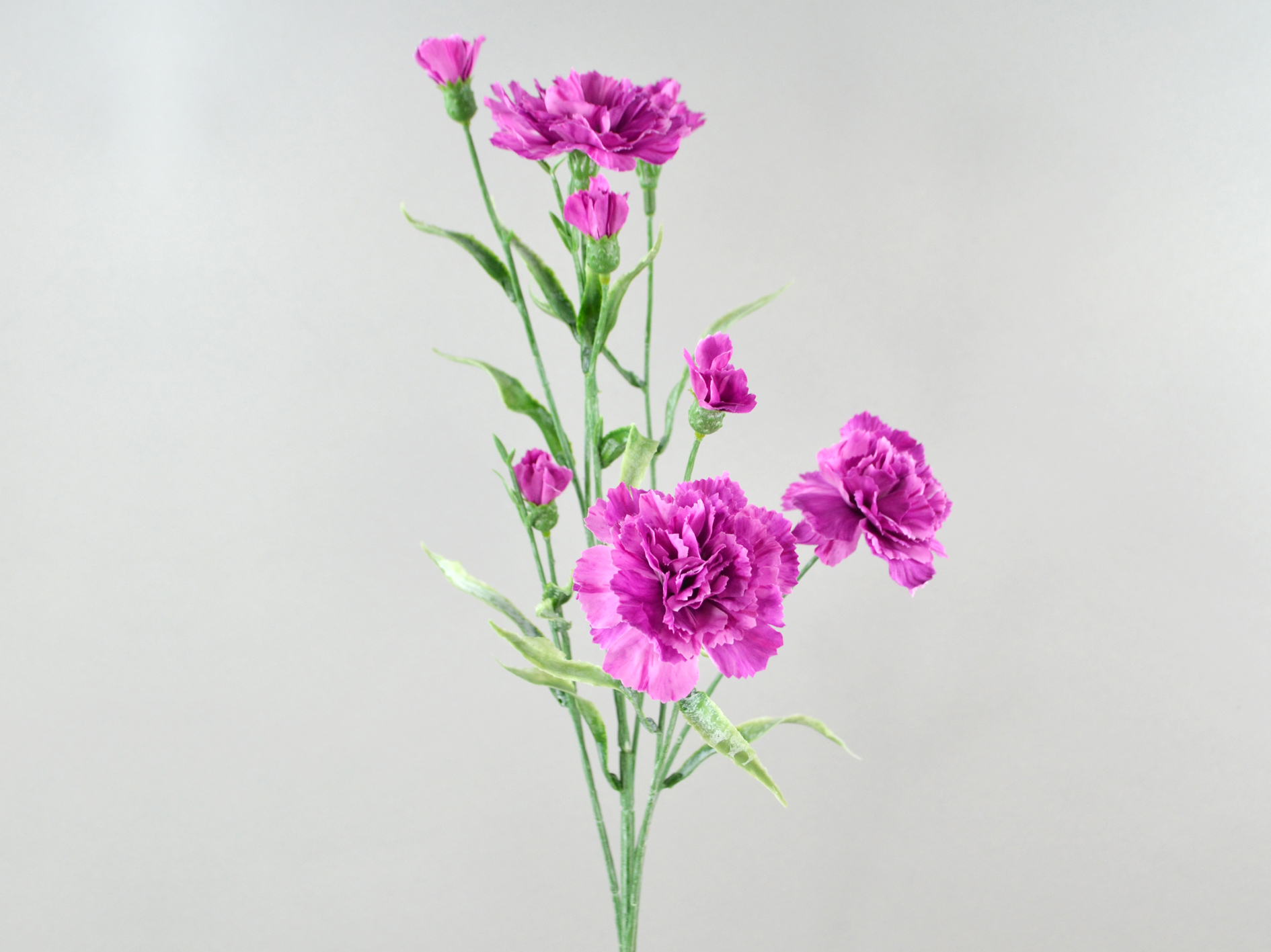 Carnation branch x7, 70cm, purple