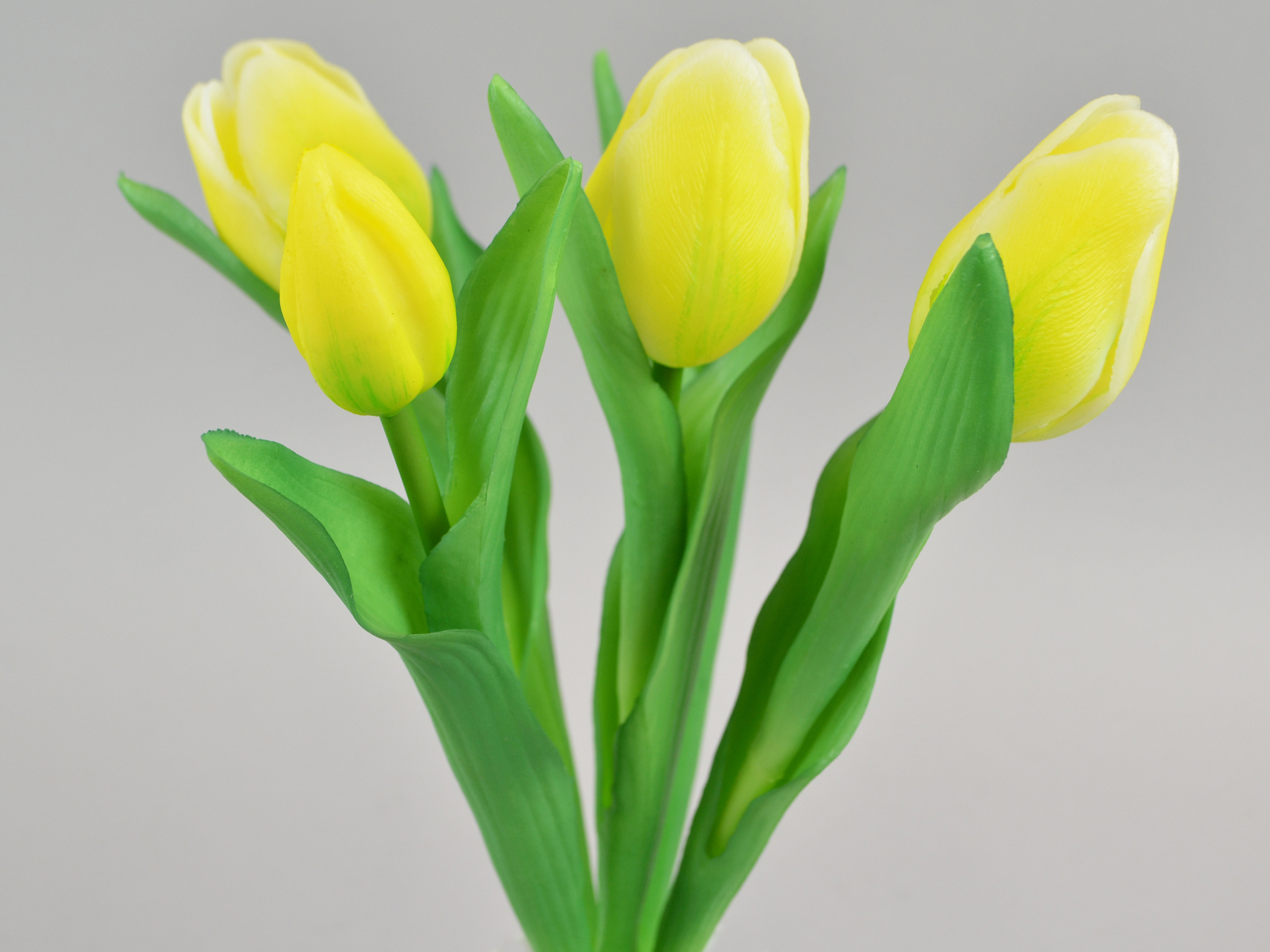 Tulip bud bunch x5, 30cm, yellow-green