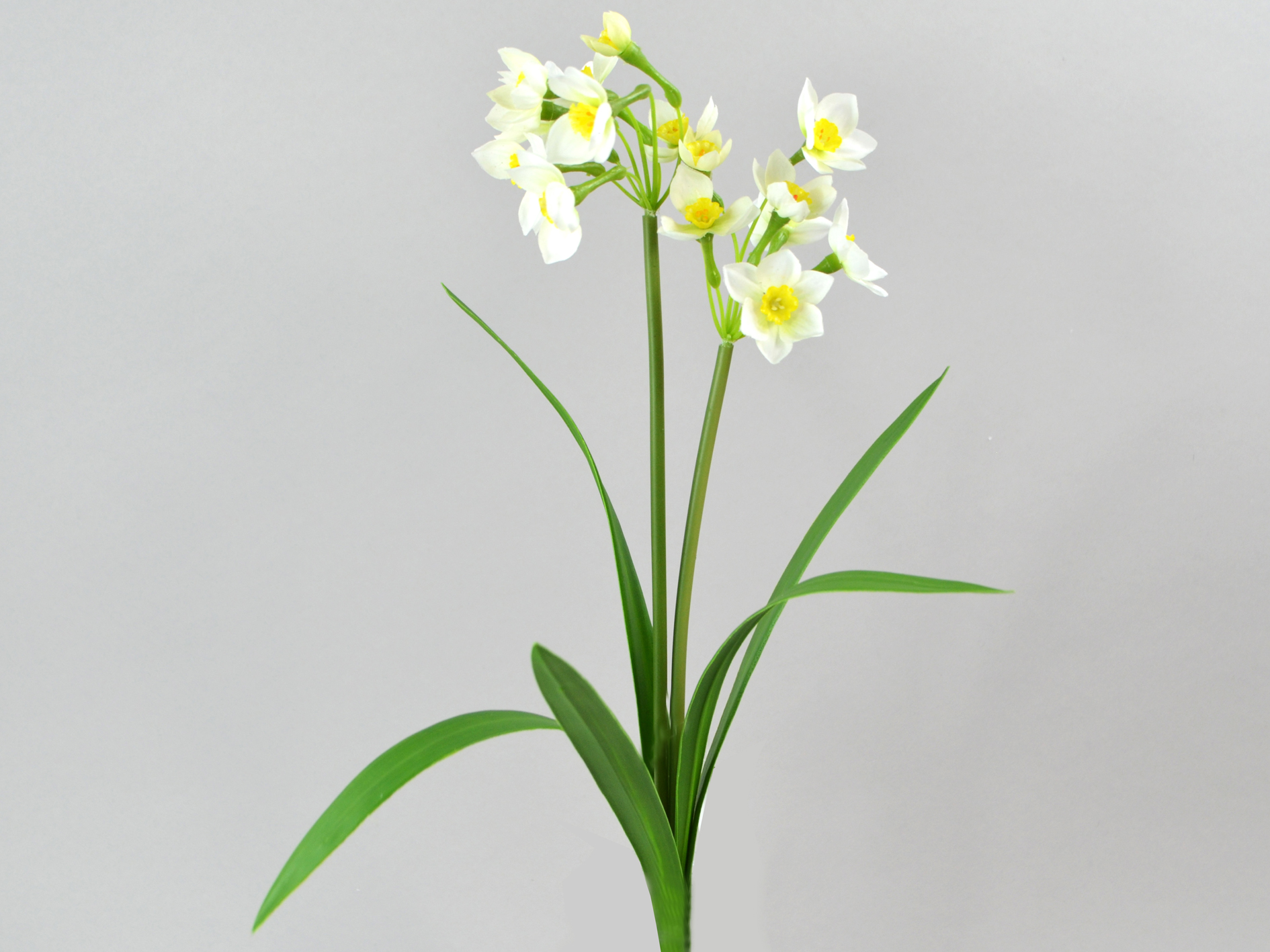 Daffodil x2, 42cm, white