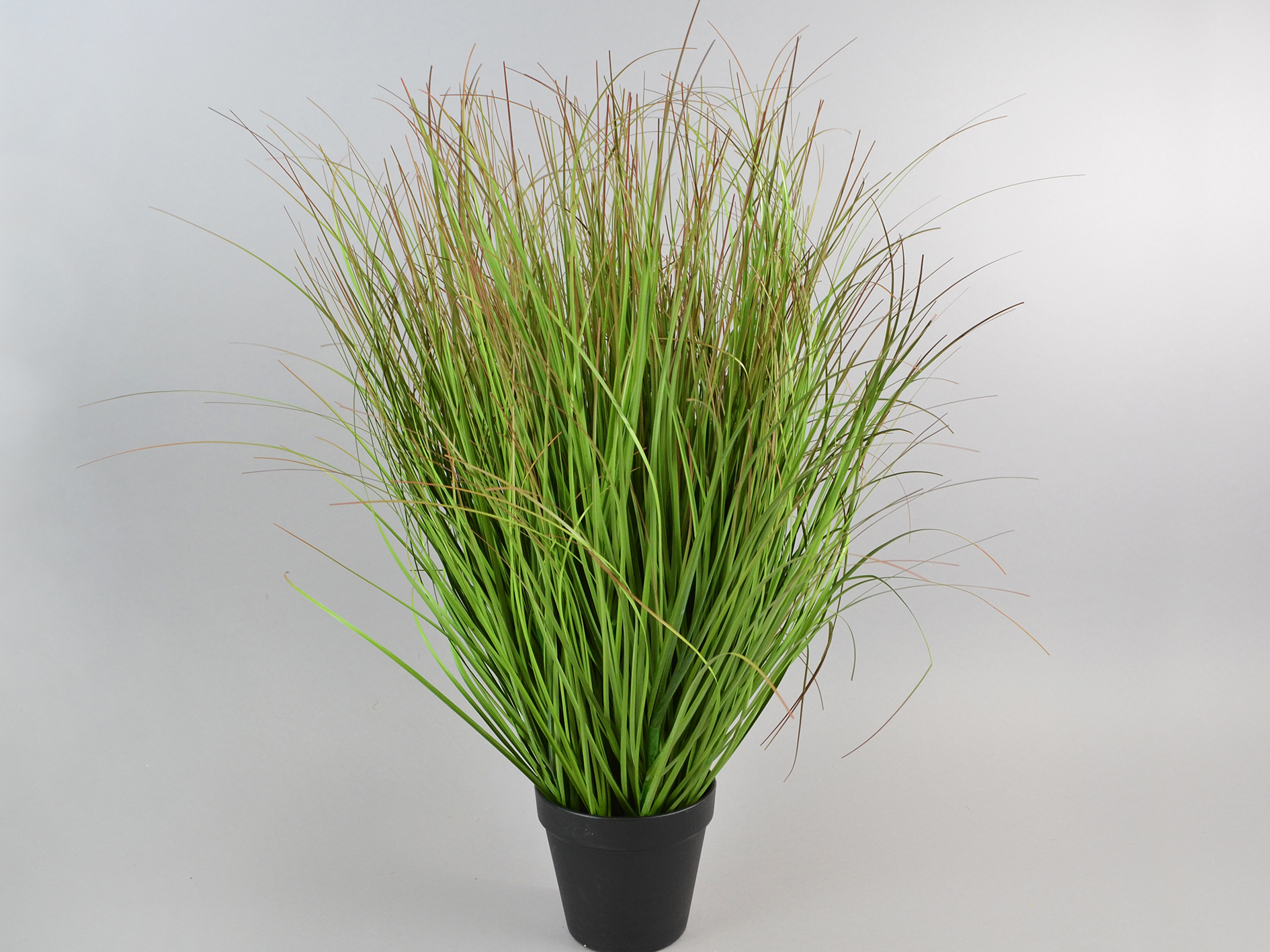Onion grass, in black pot, 58cm, green