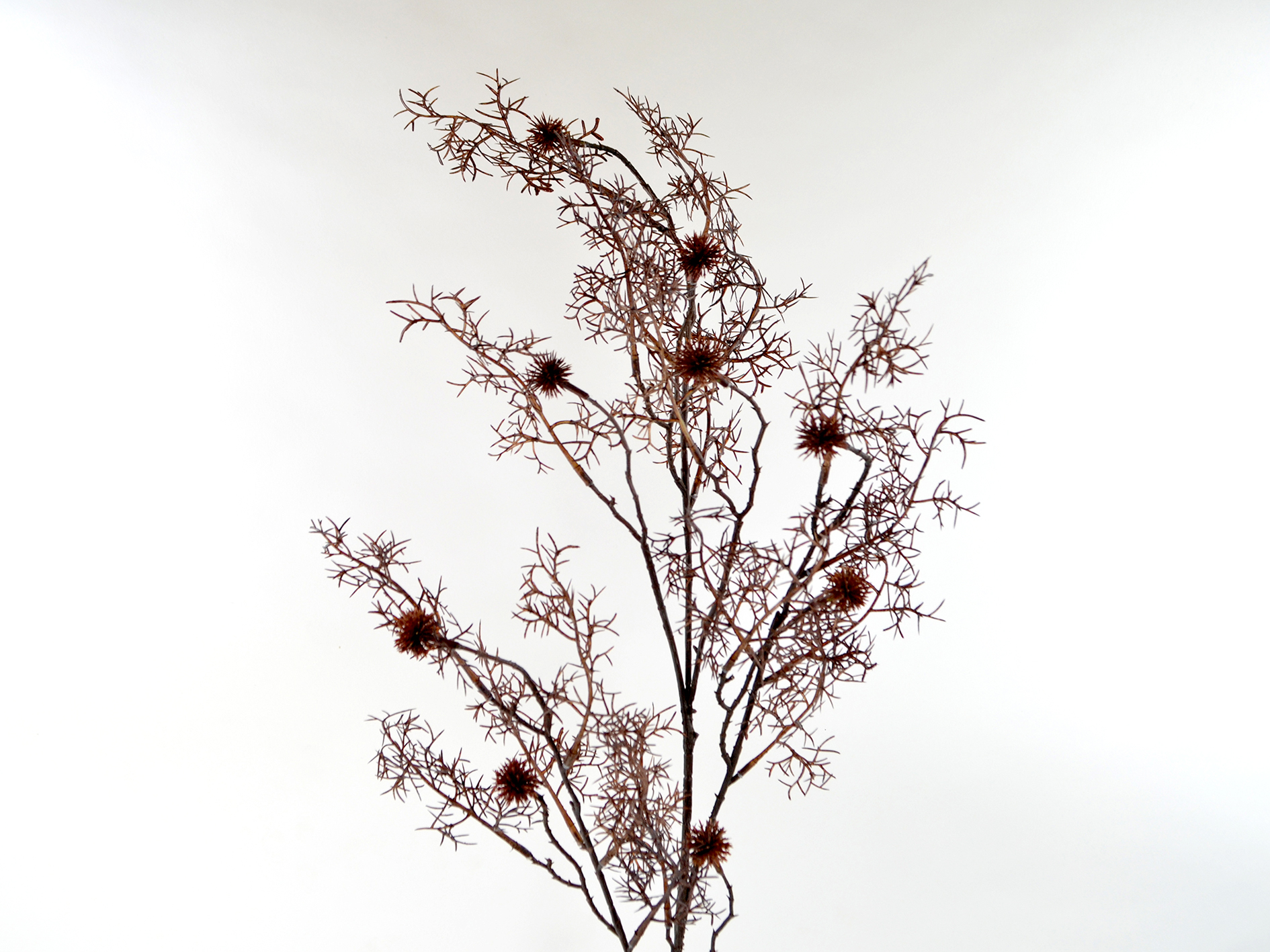 Chestnut branch, 109cm, black