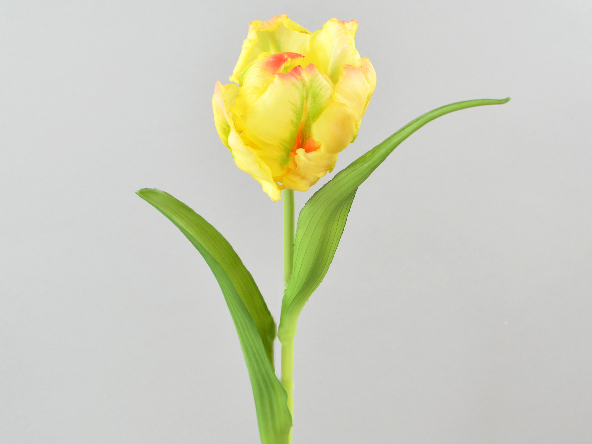 Parrot tulip bunch x1 Yellow