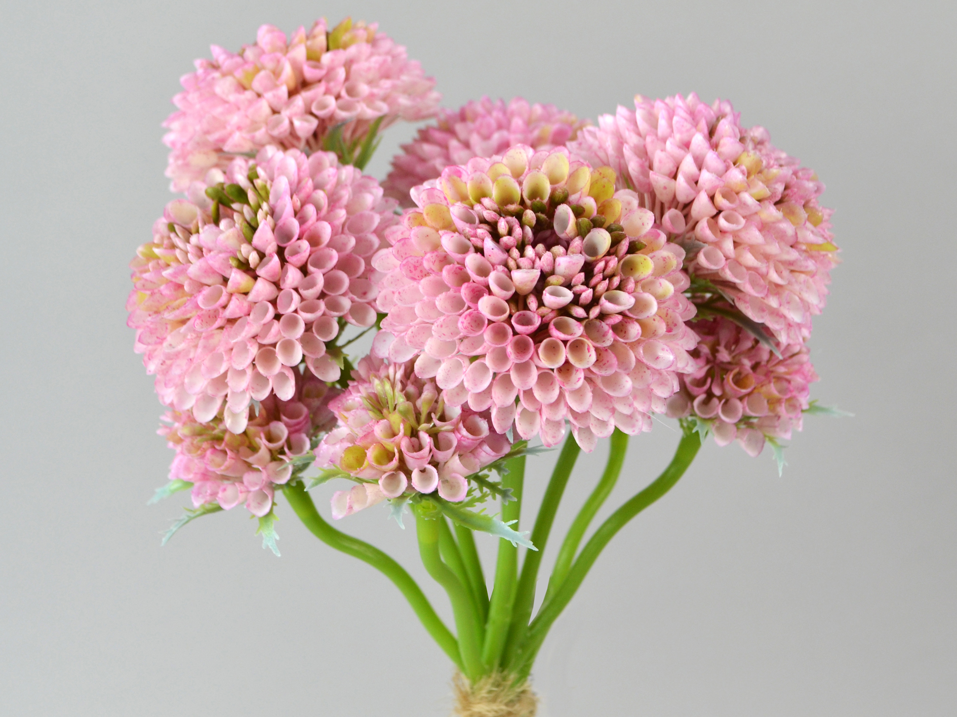 Scabiosa bunch x5, 36cm, pink