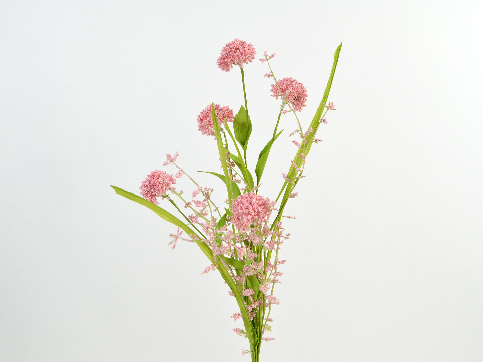 Allium Mixbusch, 66cm, rosa