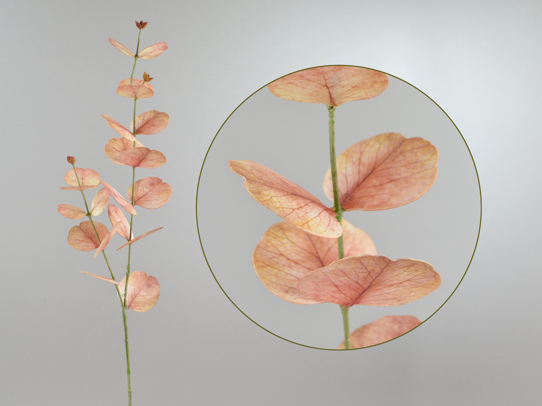 Eucalyptus branch, 76cm, pink