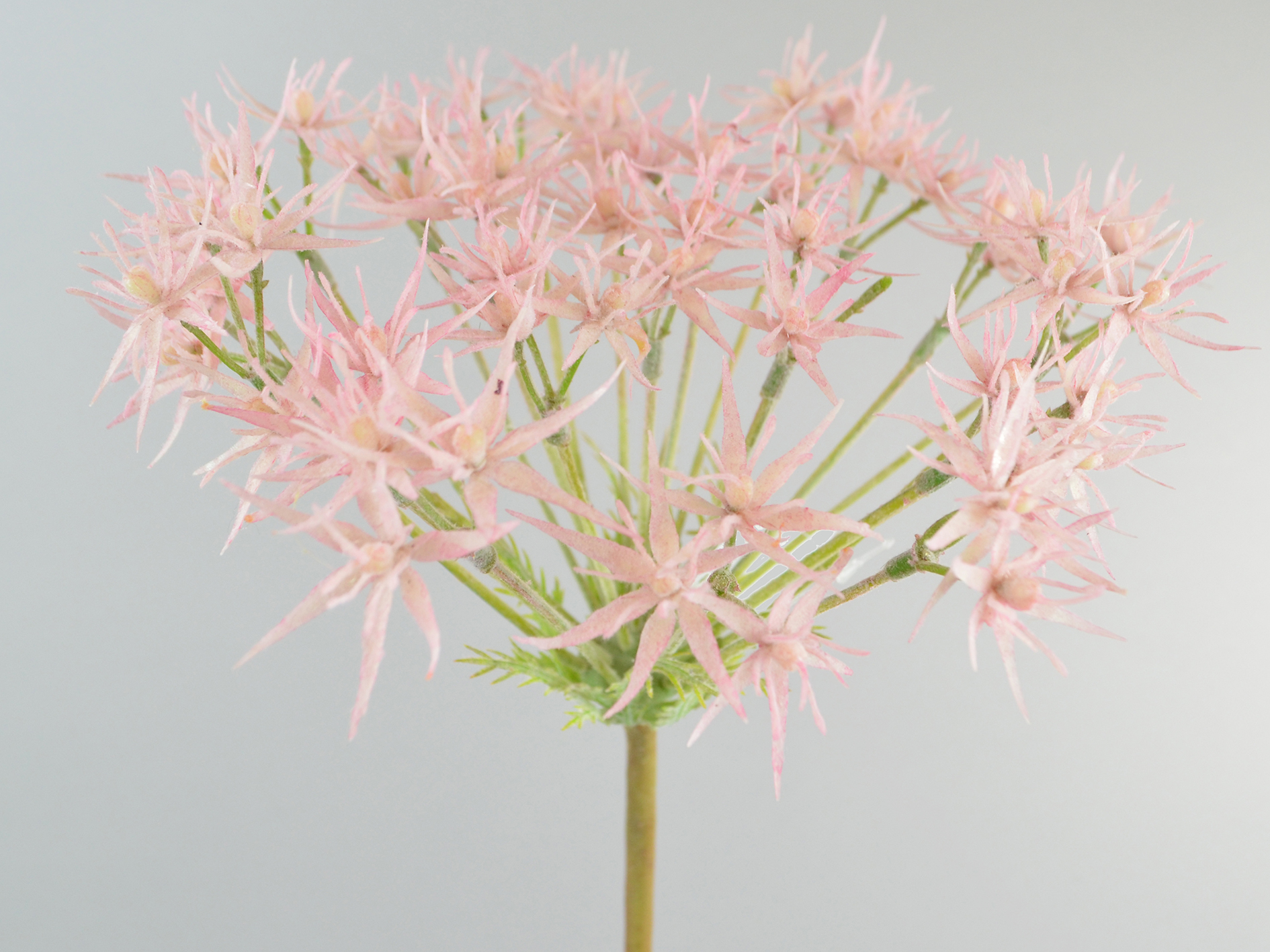 Papyrus grass branch, 73cm, pink