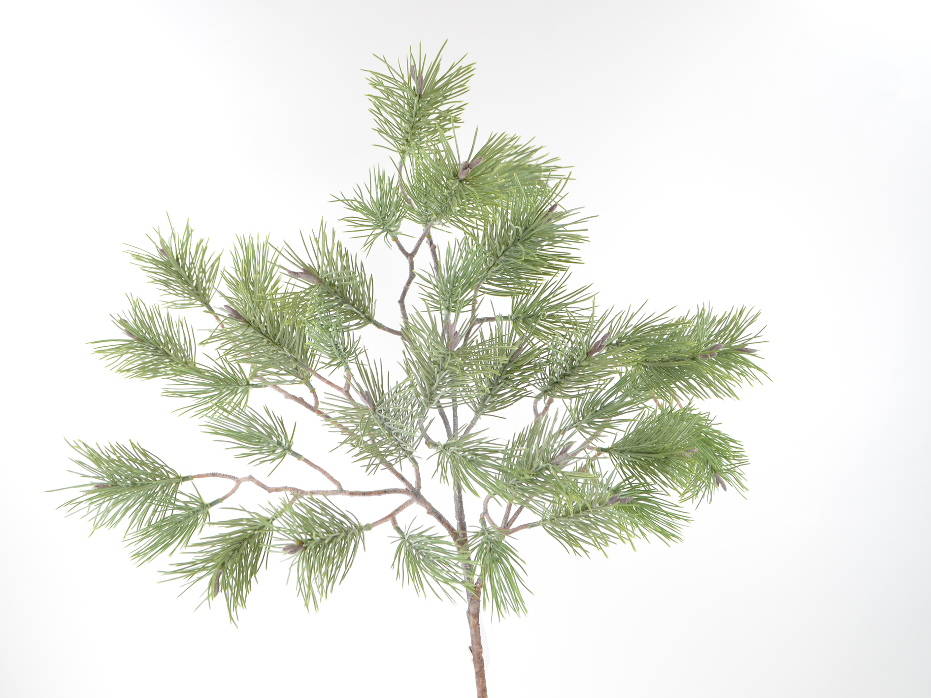 Kiefer-Zweig x42, 80cm, grün