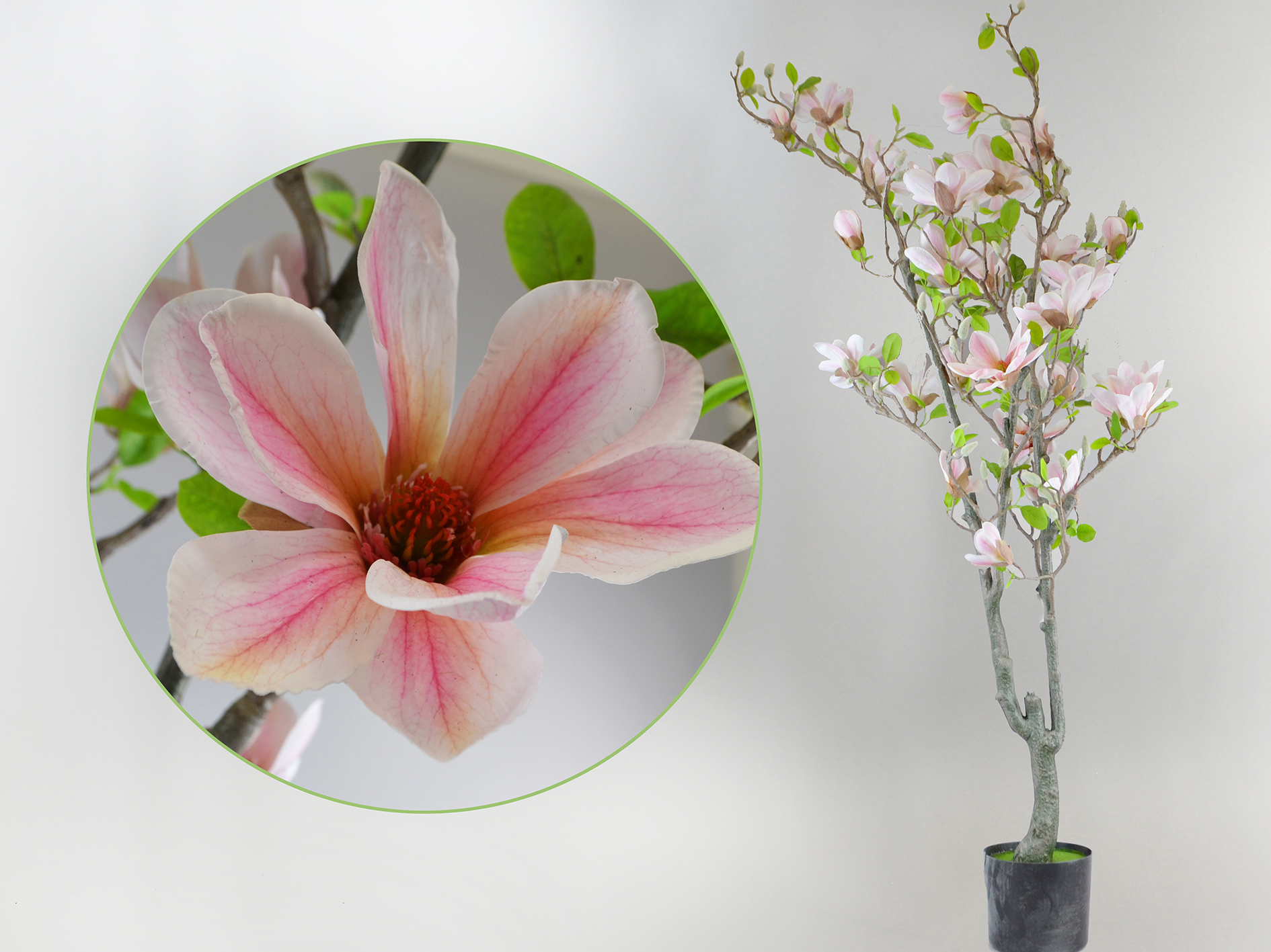 Magnolia tree, 150cm, white-pink