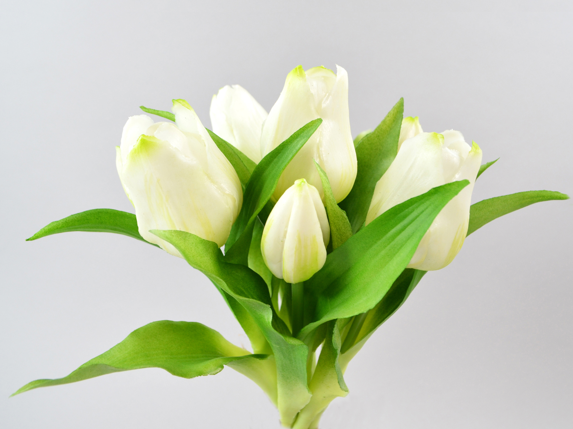 Tulip bunch x7, 30cm, white
