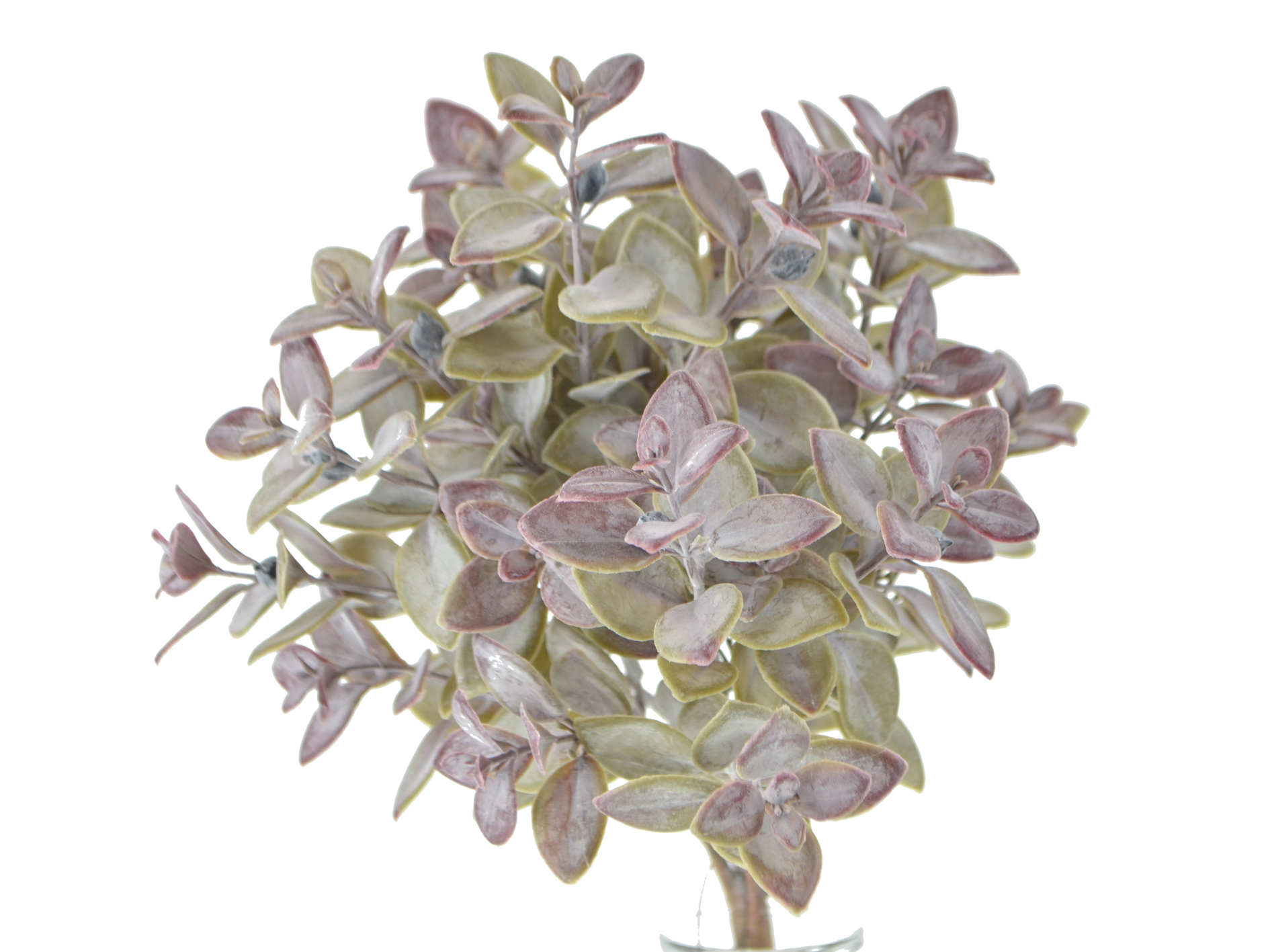 Box bush, 30cm, mauve-green