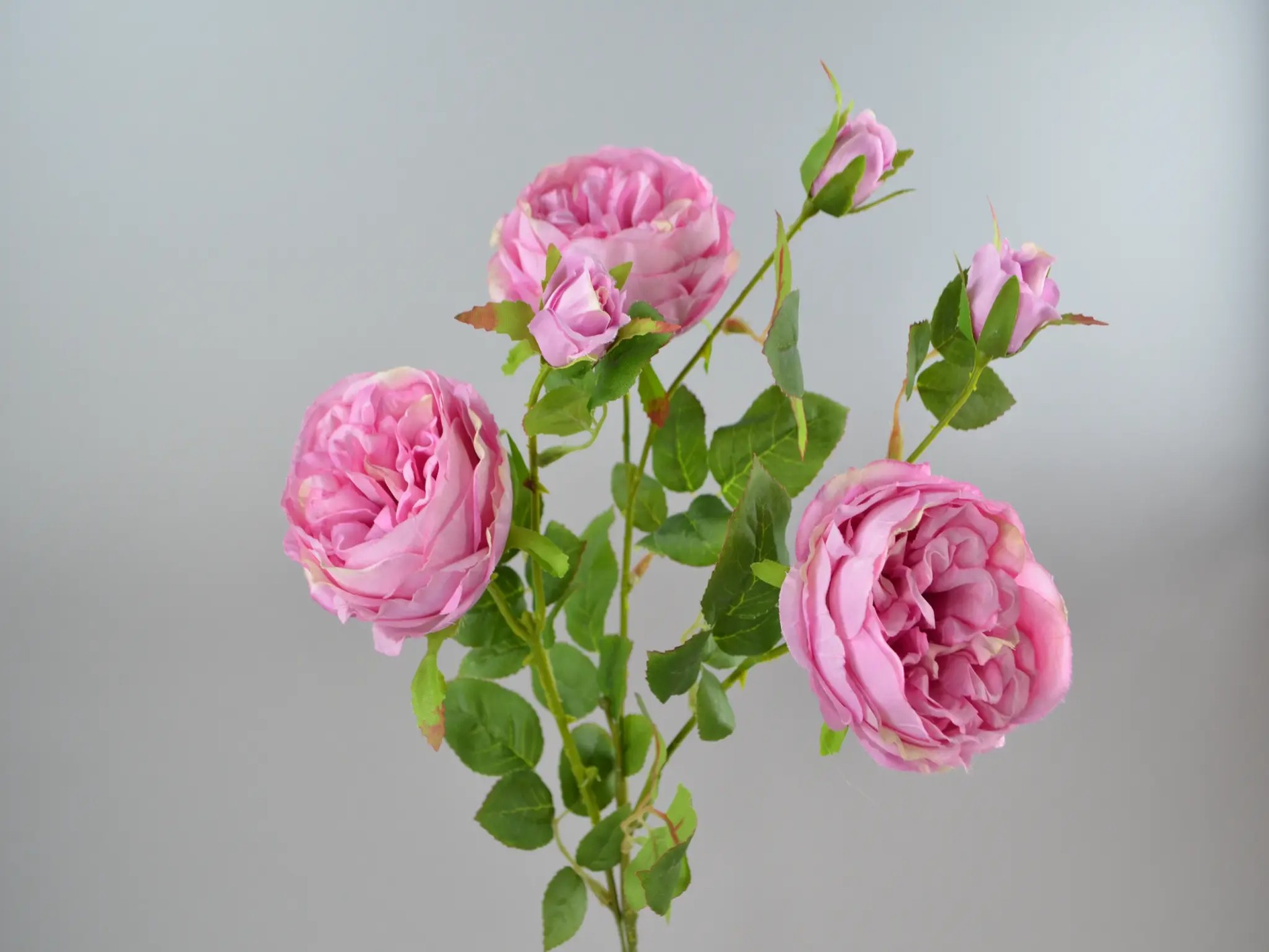 Cabage-Rosen-Zweig, 65cm, fuchsia