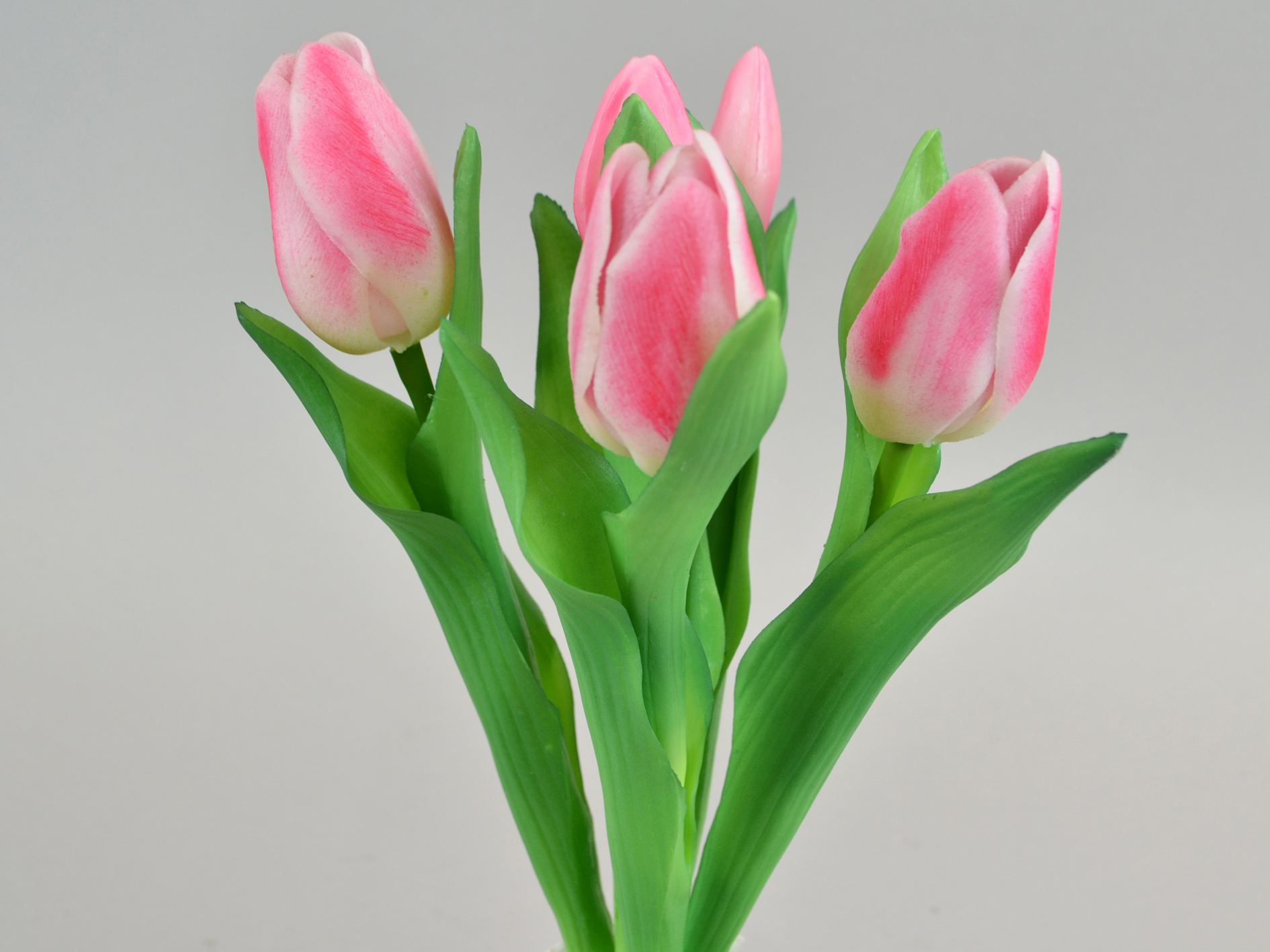 Tulip bud bunch x5, 30cm, pink