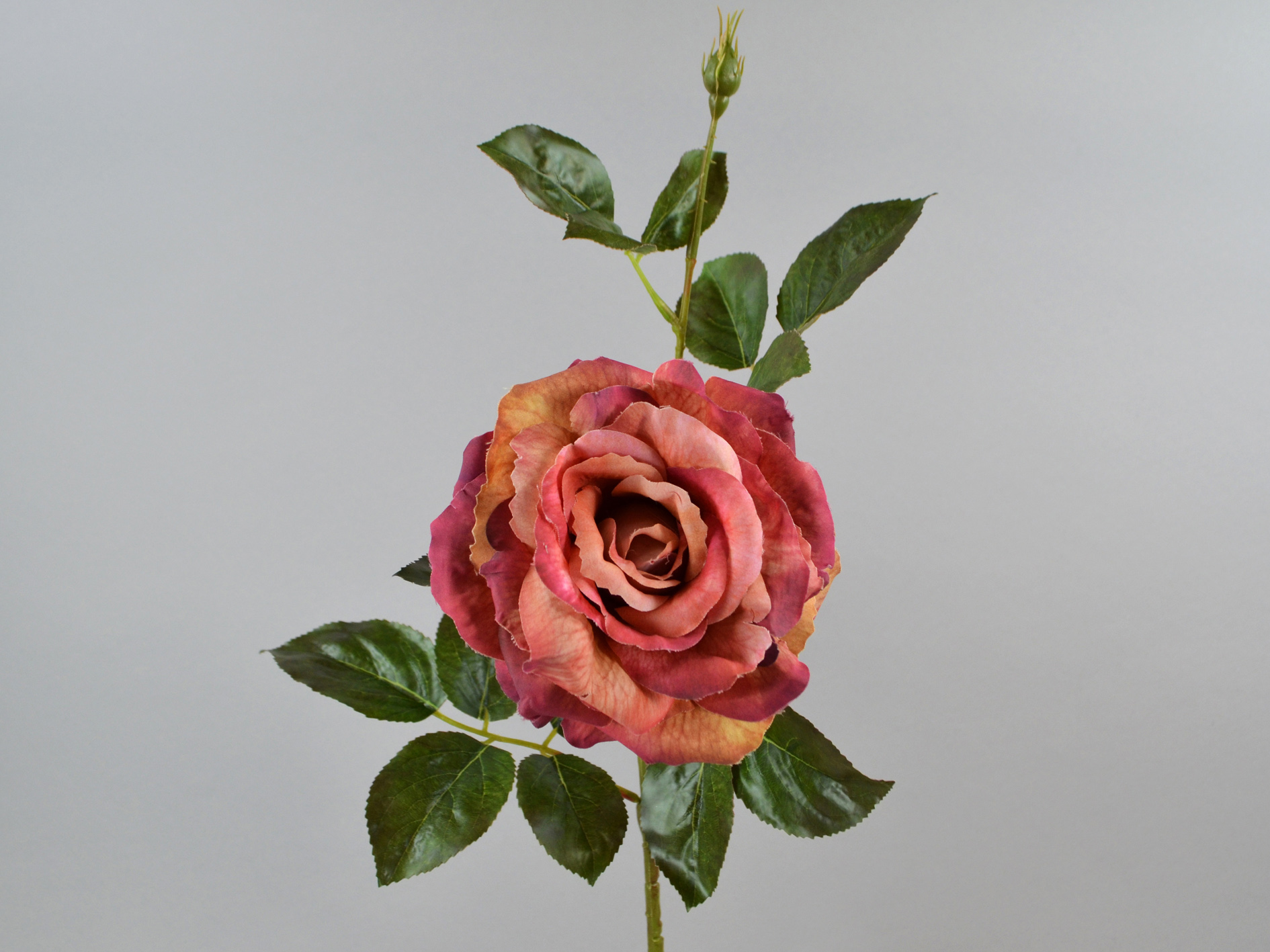 Rosen-zweig x1, 67cm, burgund