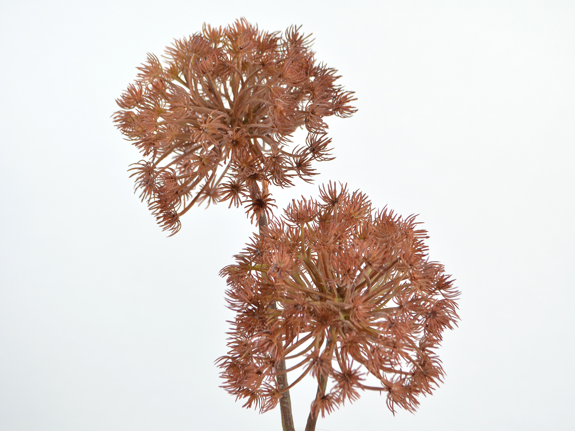 Allium-Zweig x2, 80cm, braun