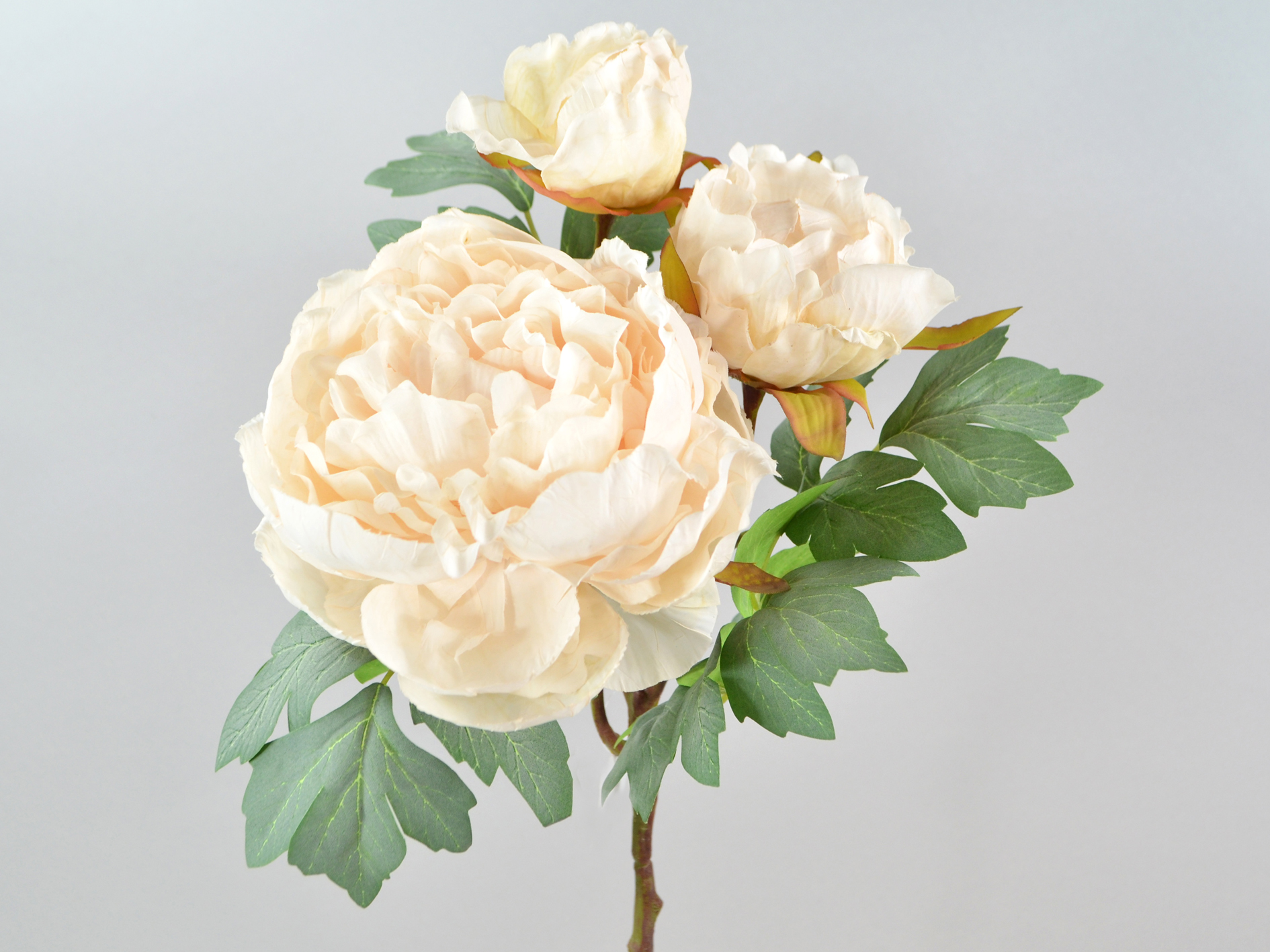 Paeonien-Zweig x3, 64cm, creme
