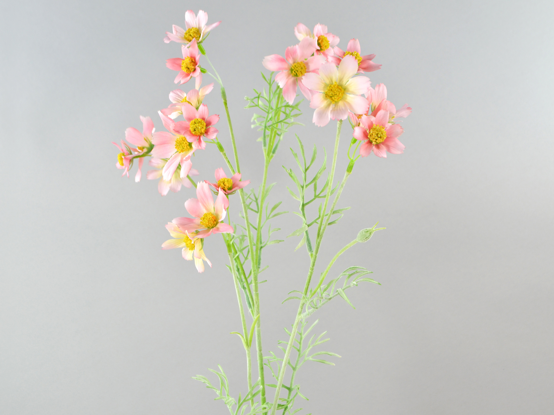 Cosmos branch, 79cm, pink