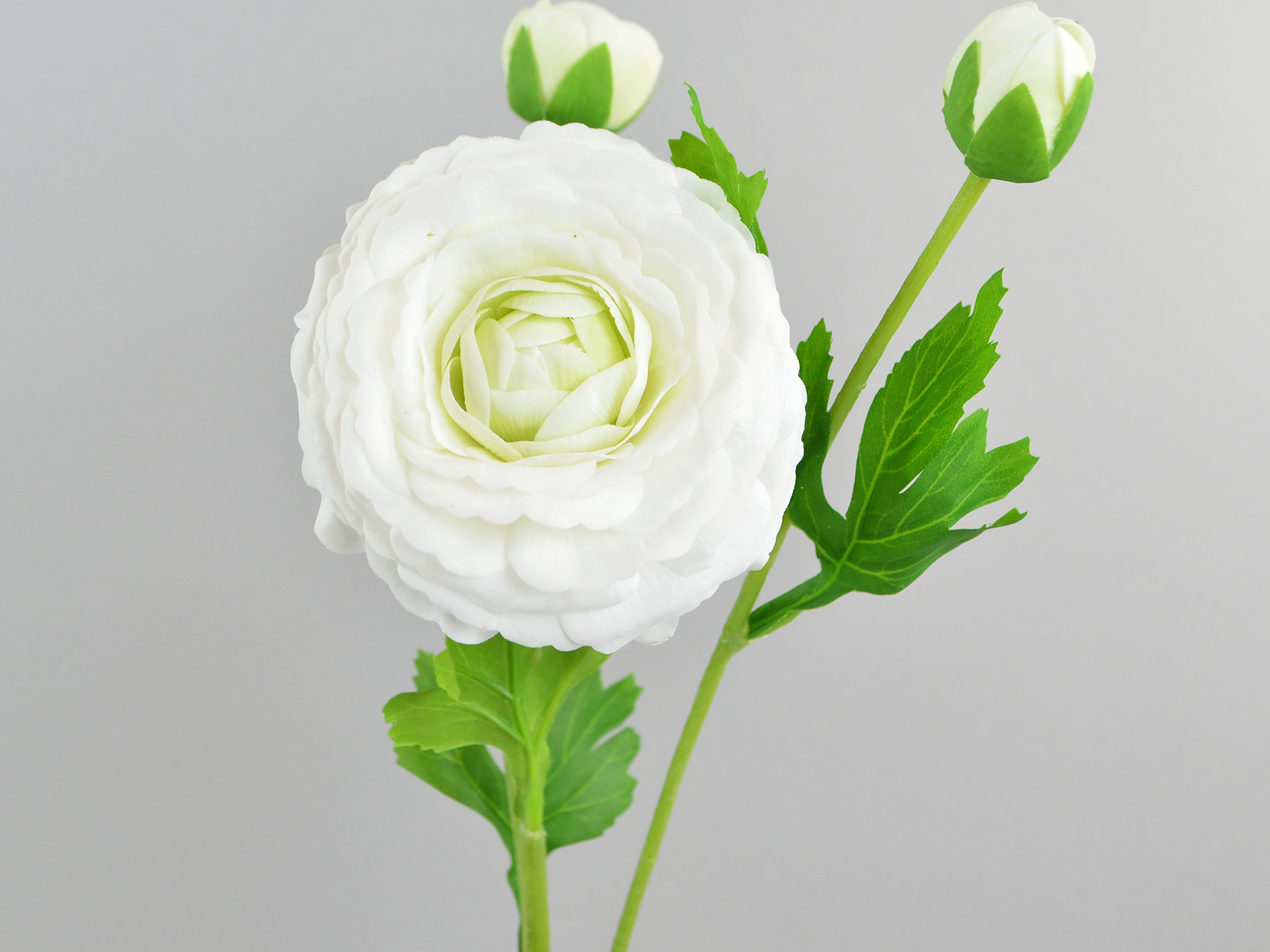 Ranunculus natural touch, 1 flower, 2 buds, 48cm, white