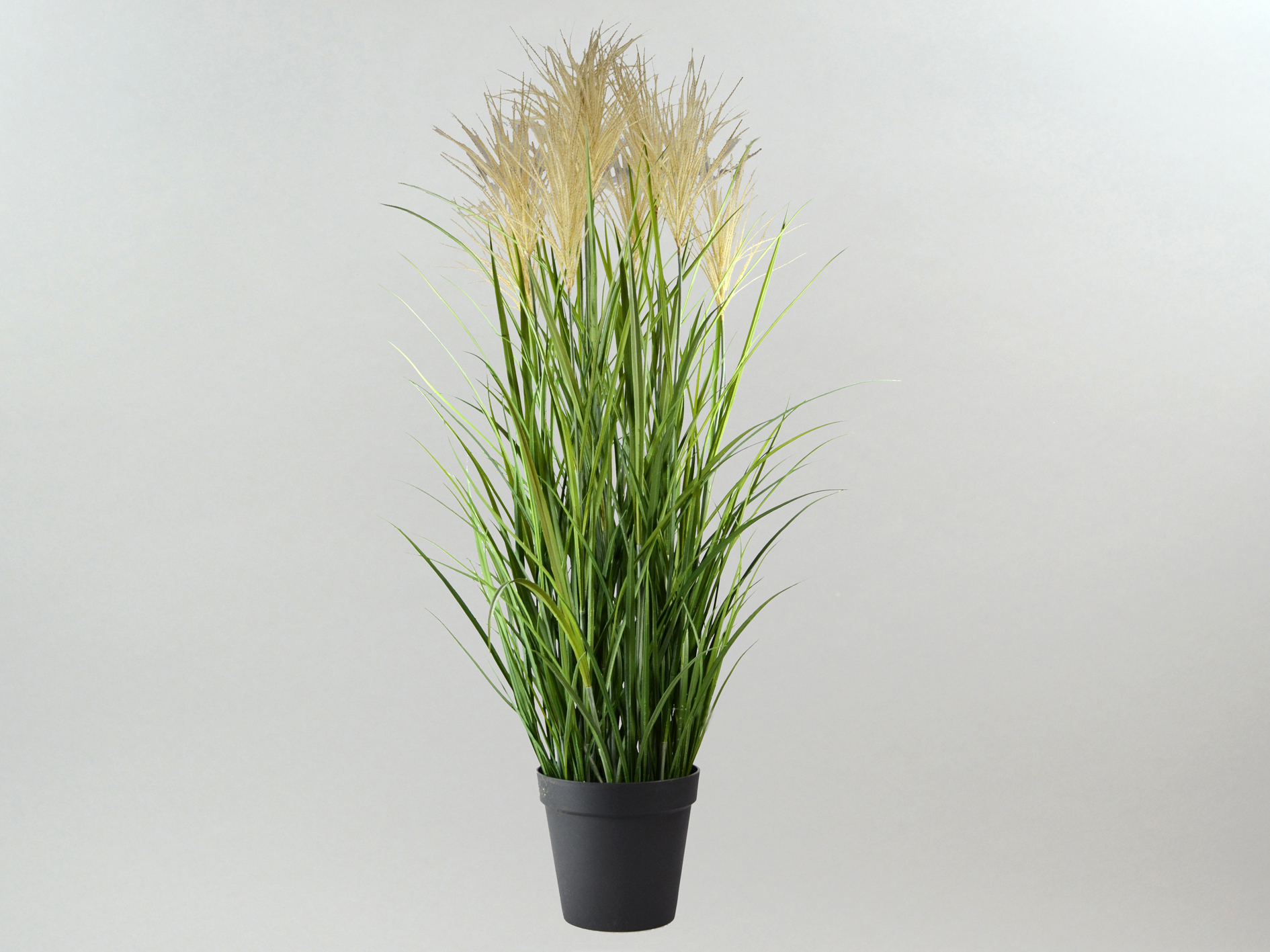 Reed grass with seed heads, in a black pot, 160cm, green