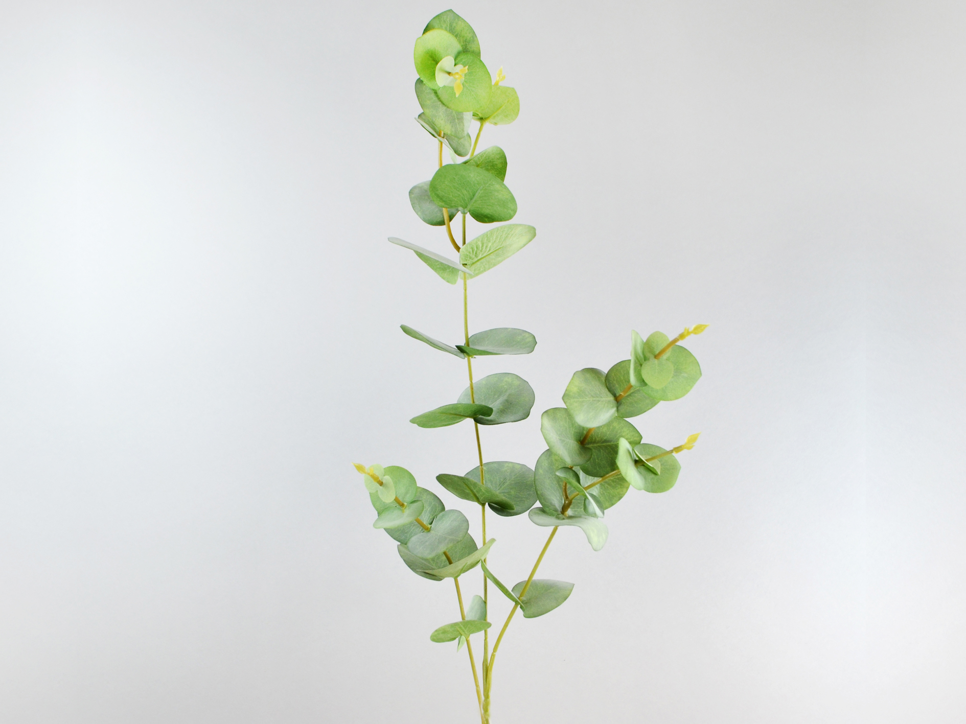 Eucalyptus Branch, 83 cm, Green