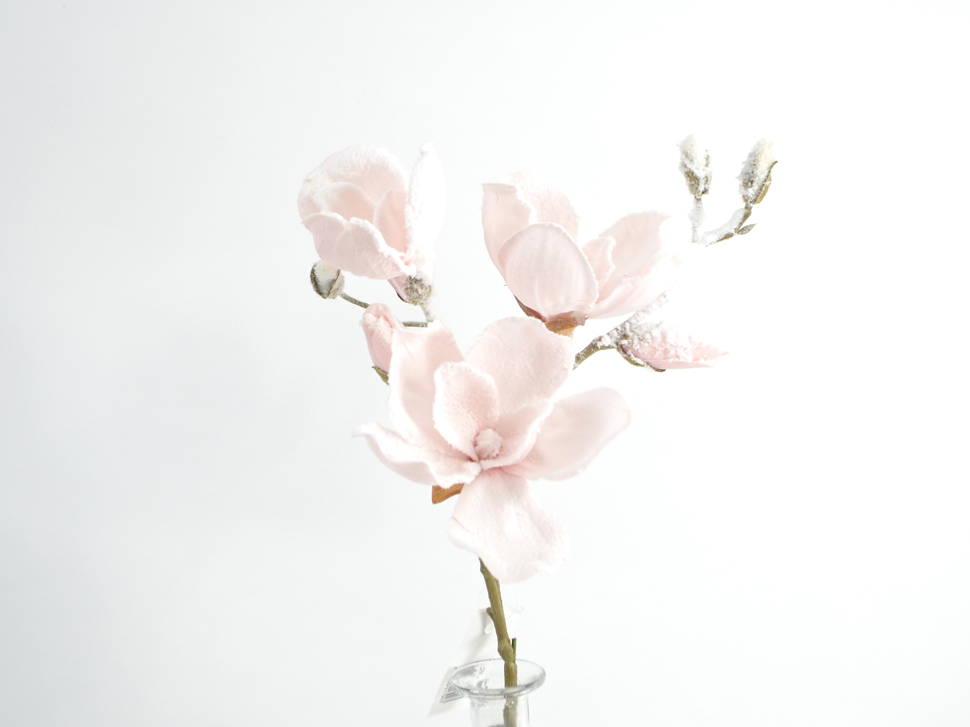 Magnolie beschneit, 50cm, rosa