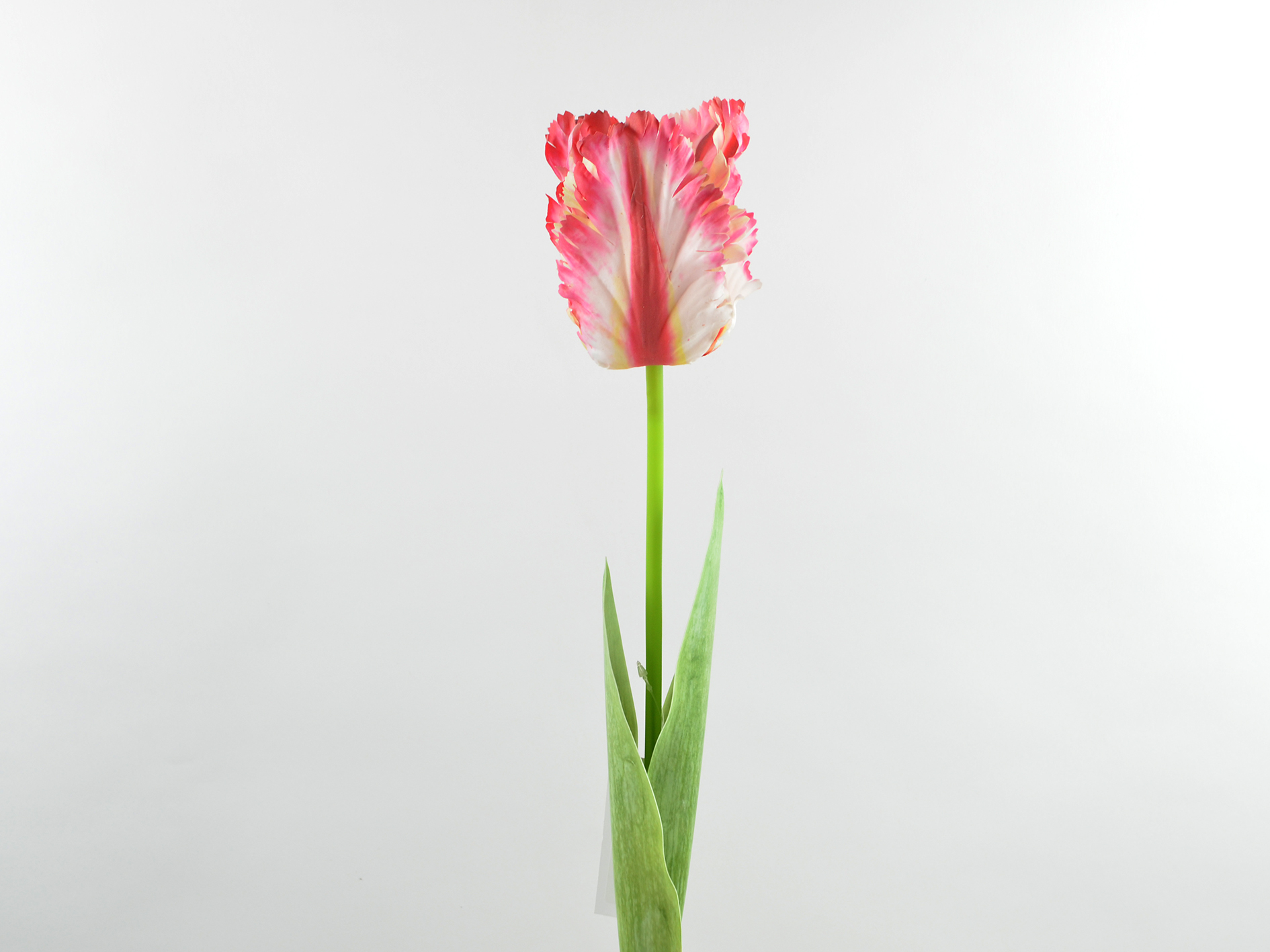 Fringed tulip, 68cm, light purple
