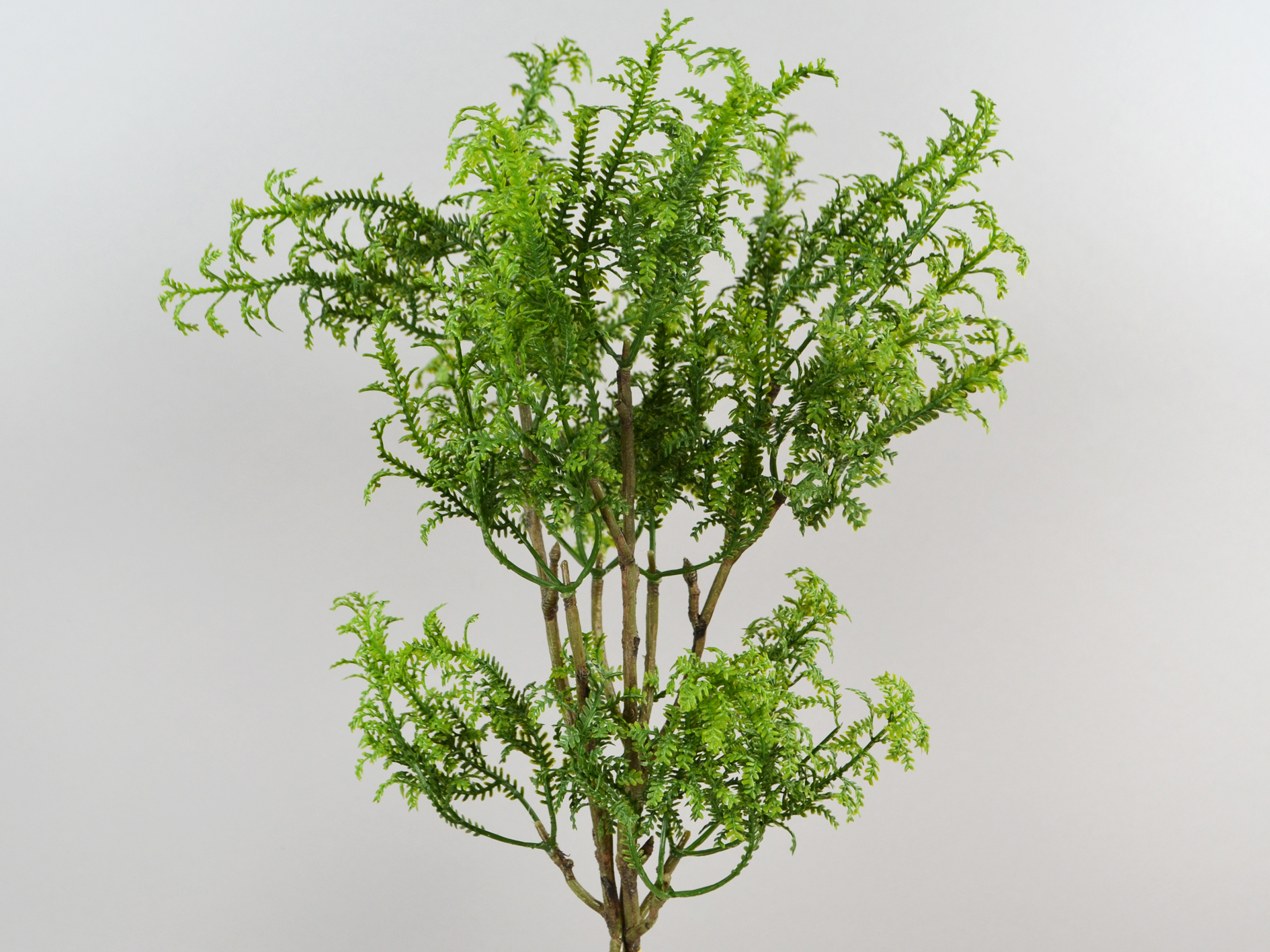 Farnzweig-Bündel, H50cm, grün