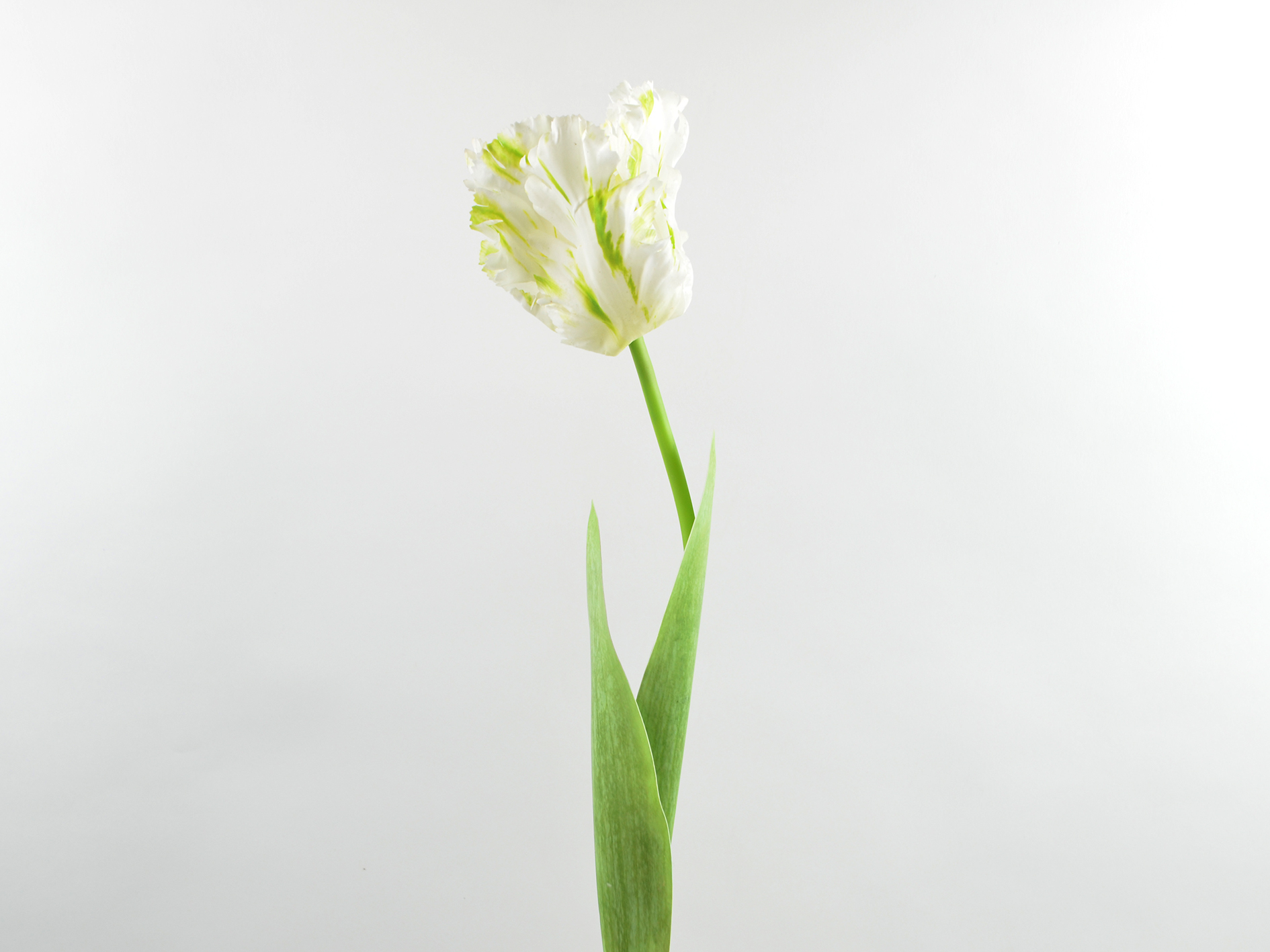 Fringed tulip, 68cm, white