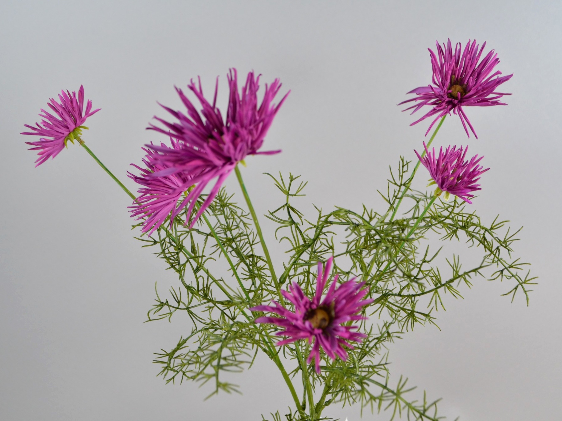 Chrysanthemum bunch (3 stems), 58 cm, fuchsia