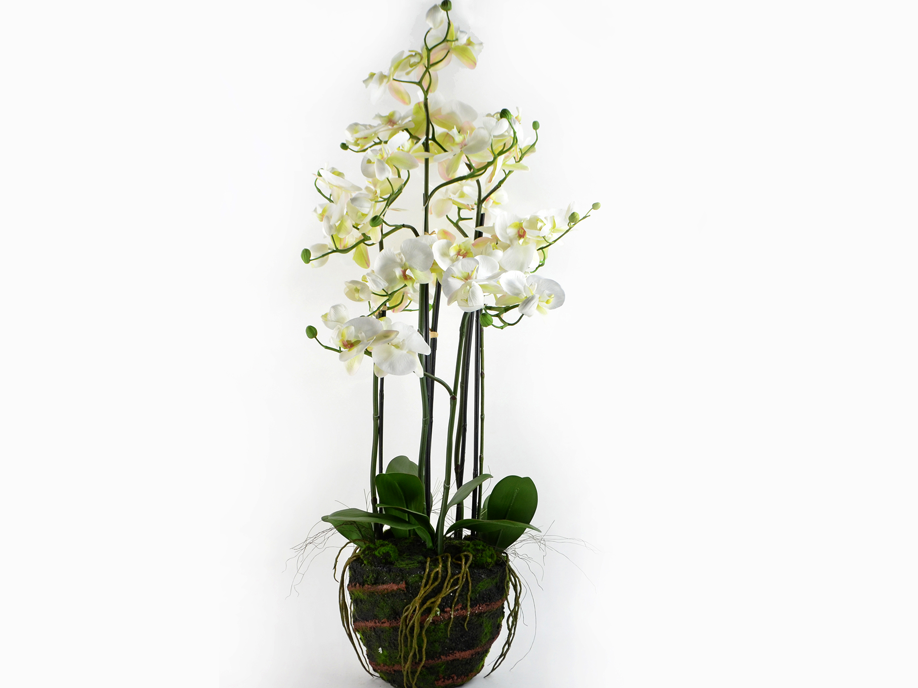 Phalaenopsis x 6, in a ball, 97cm, white