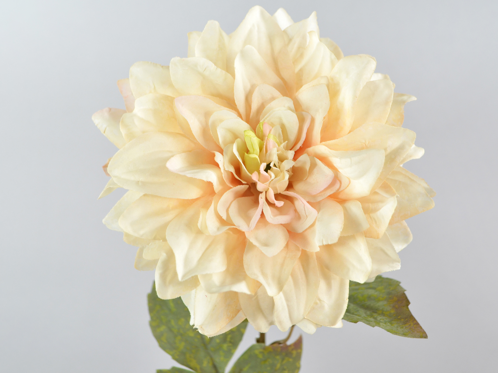 Dahlien-Zweig, 62cm, creme