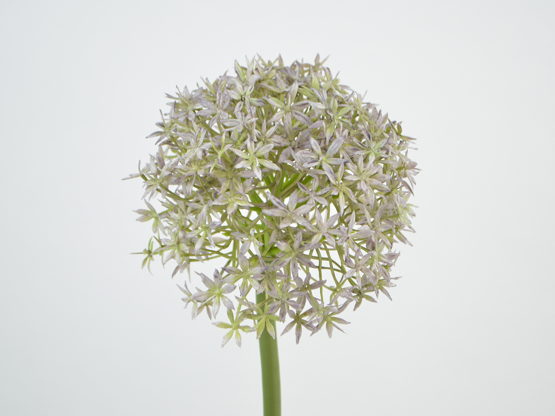 Allium, H80cm, D16cm, lila